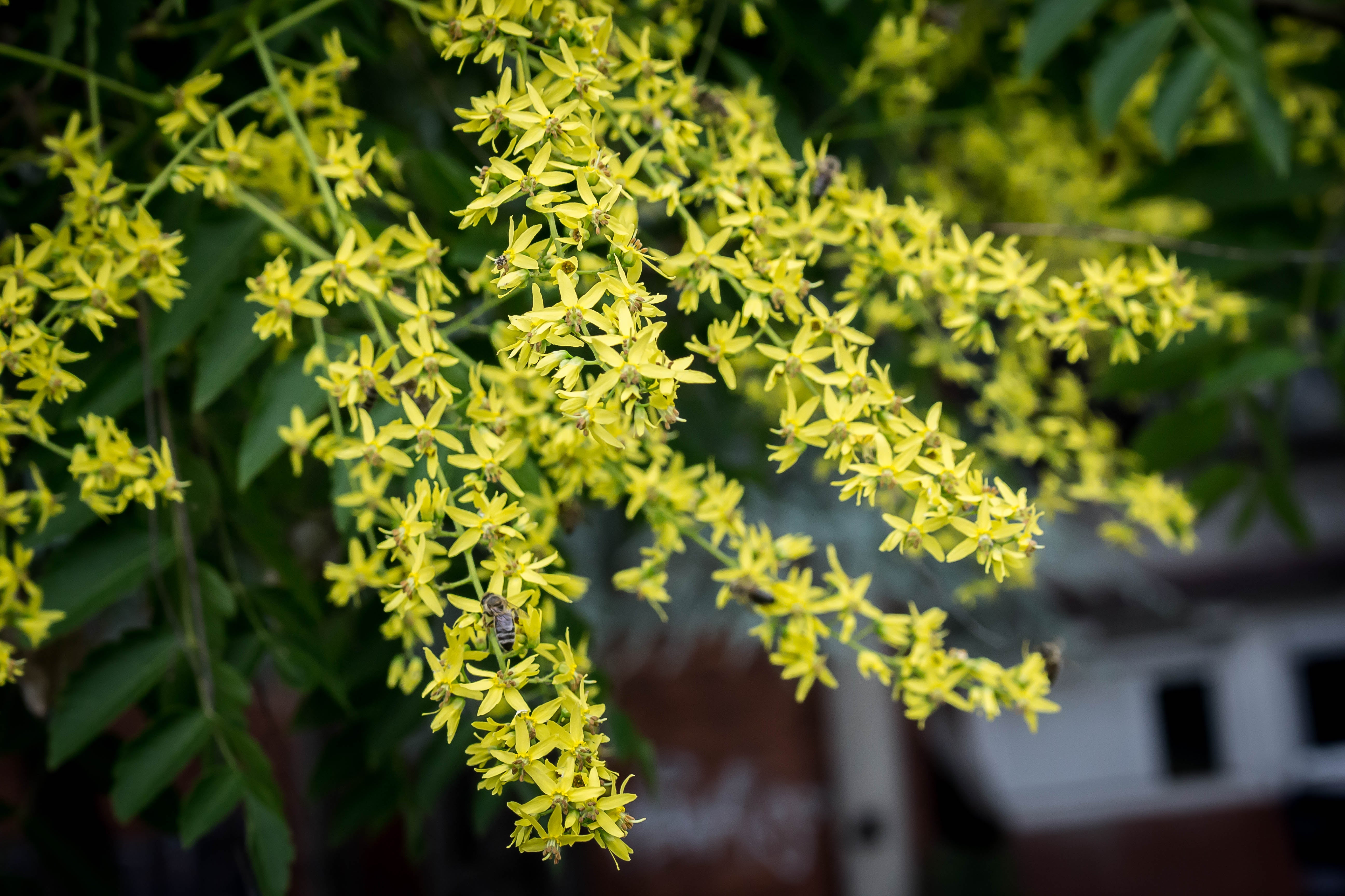 10 DWARF GOLDEN RAIN TREE Koelreuteria Paniculata Nana Yellow Flower Seeds