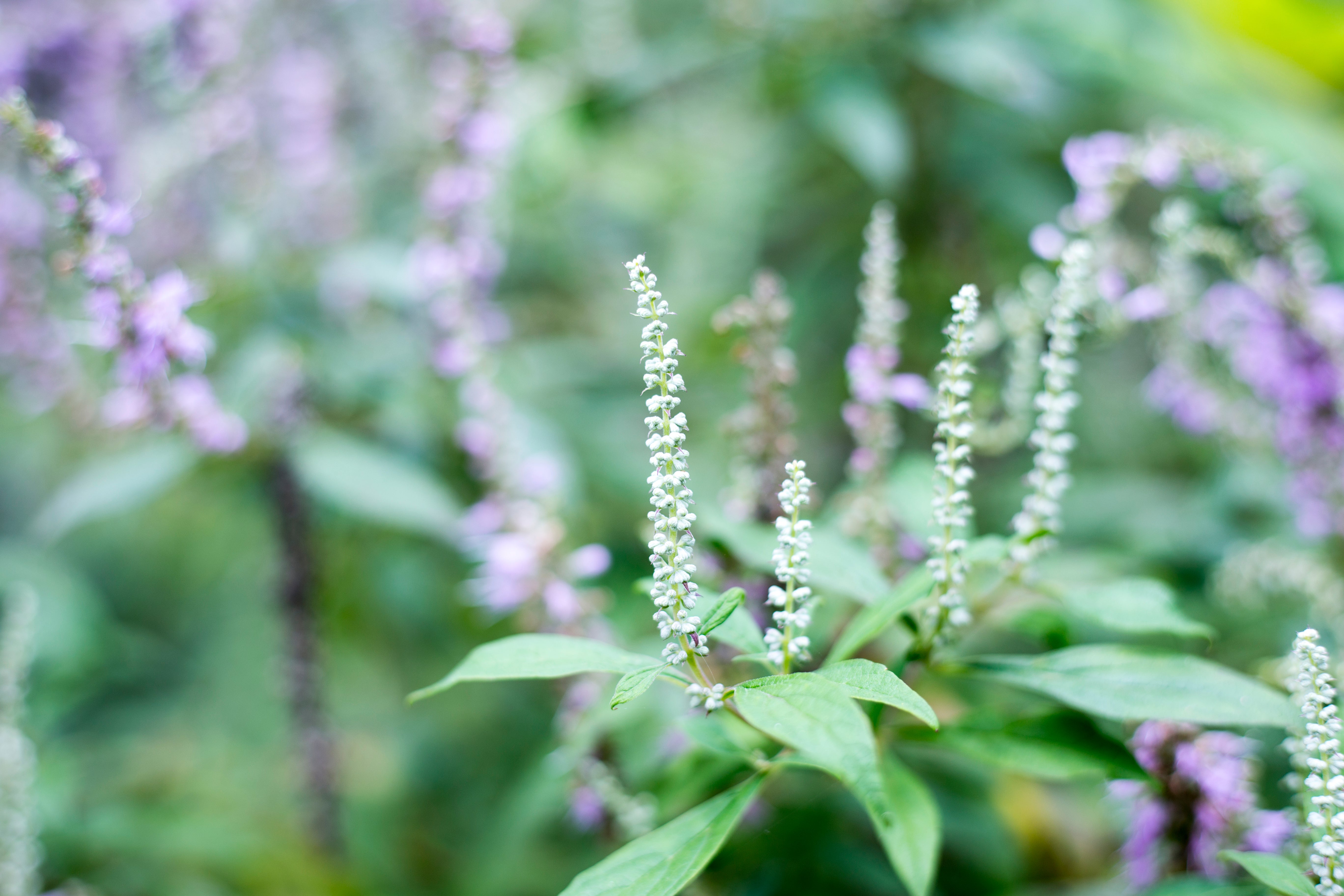 100 MINT BUSH White Elsholtzia Stauntonii Alba Chinese Mint Fragrant Shrub Seeds