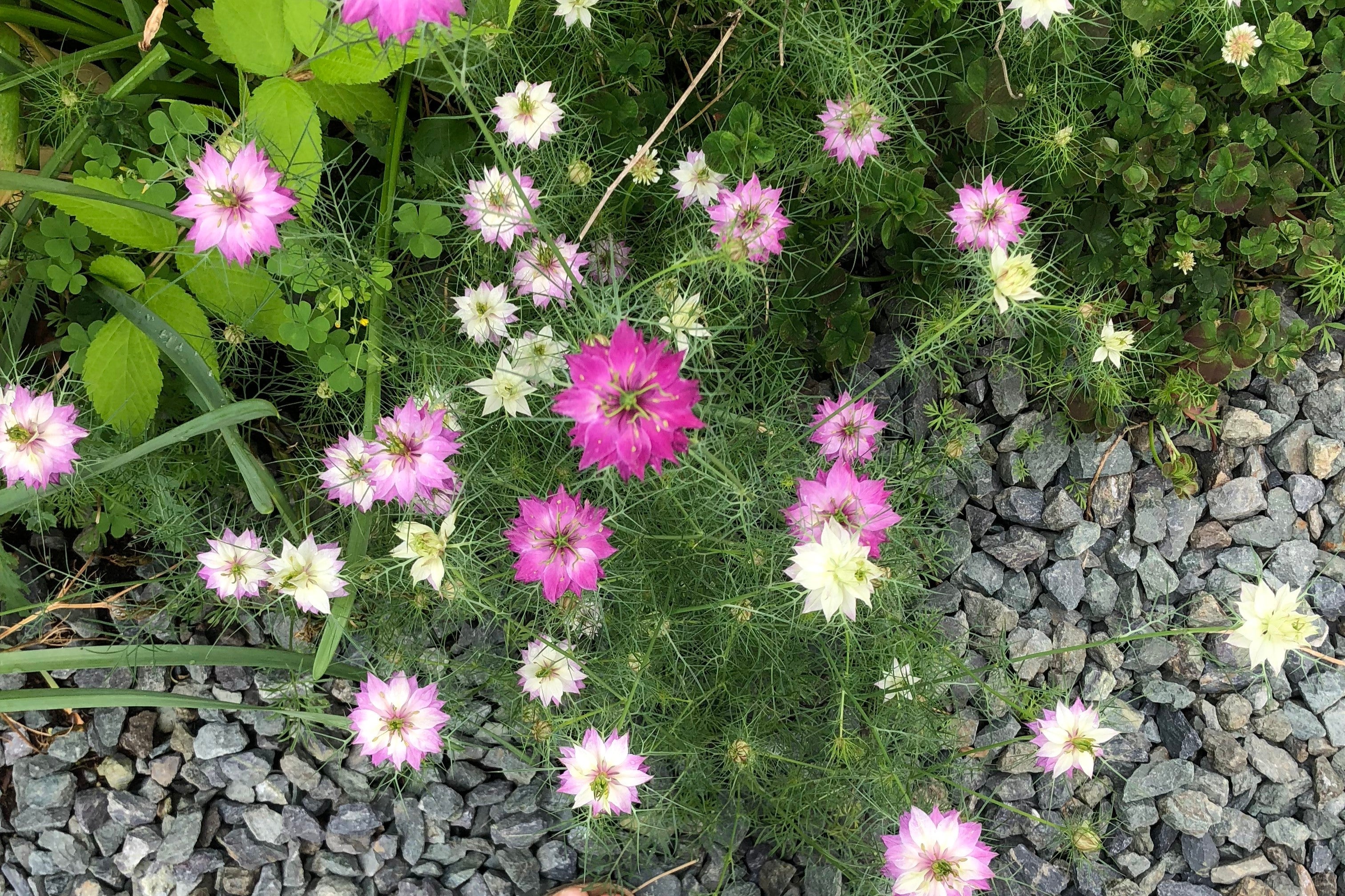 500 LOVE In A MIST PERSIAN Jewels Mixed Colors (Fennel Flower) Nigella Damascena Flower Seeds