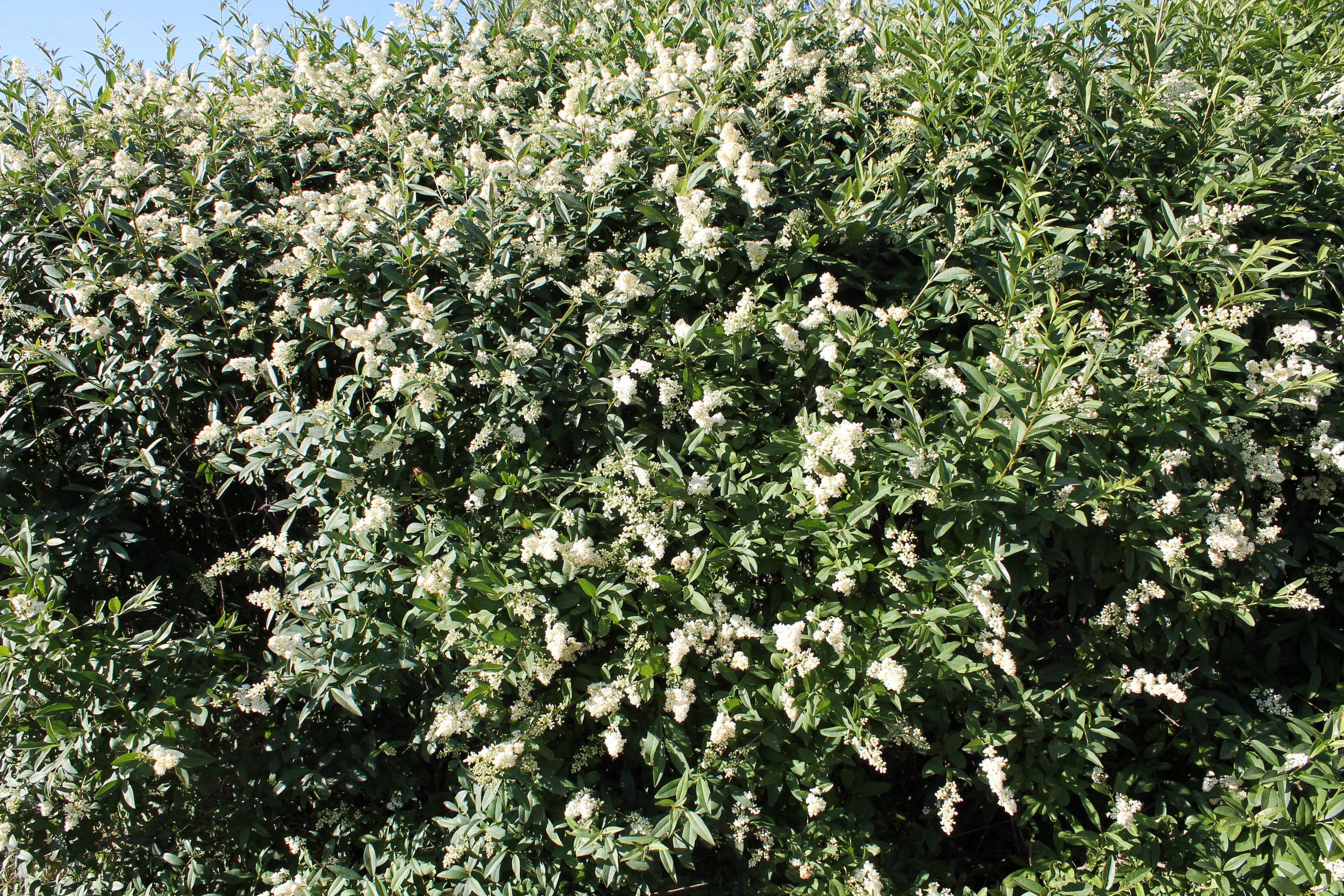 35 EUROPEAN PRIVET HEDGE Common Wild Ligustrum Vulgare Flower Shrub Seeds