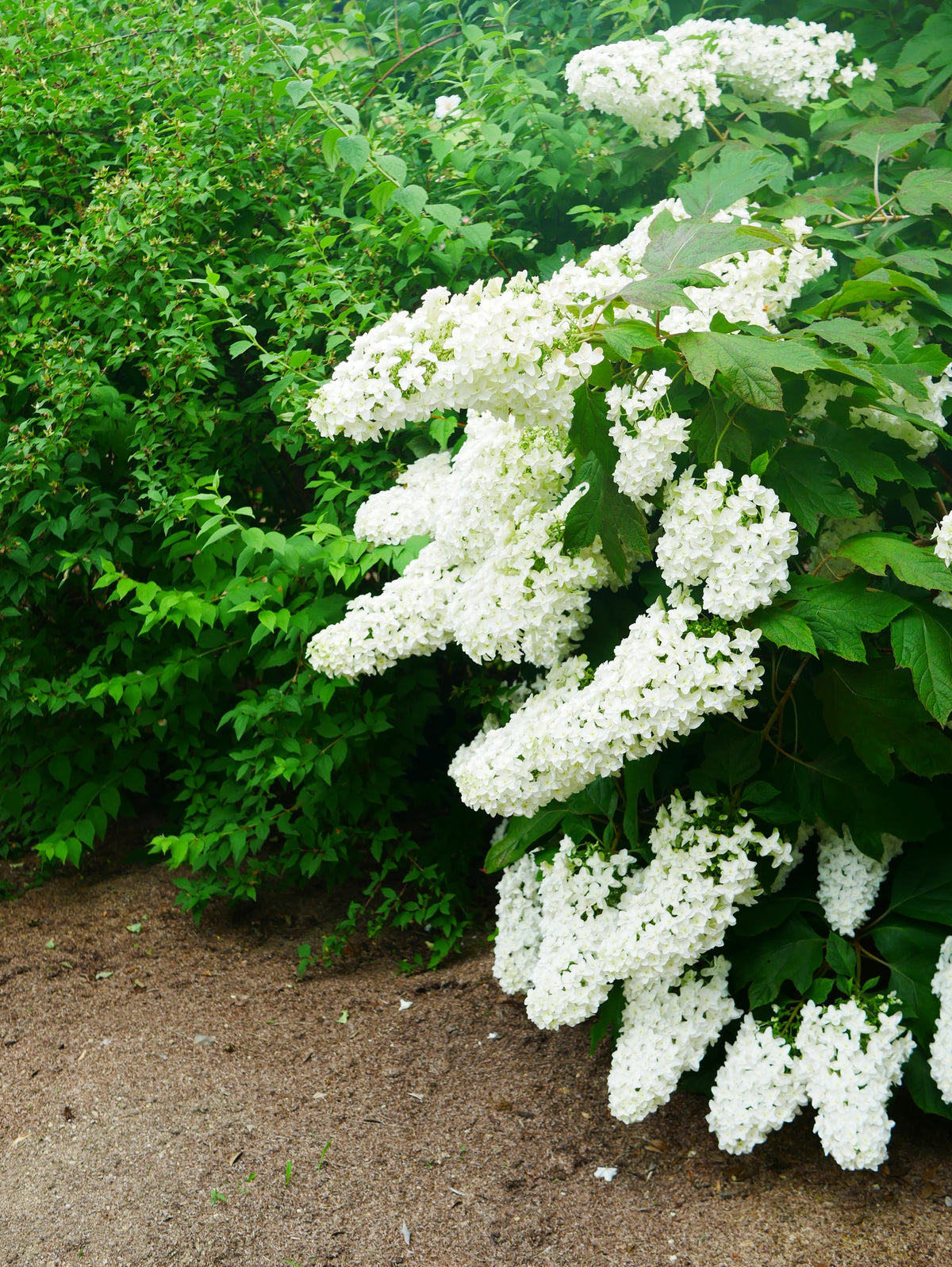 40 White OAK LEAF HYDRANGEA Quercifolia Shrub Flower Seeds