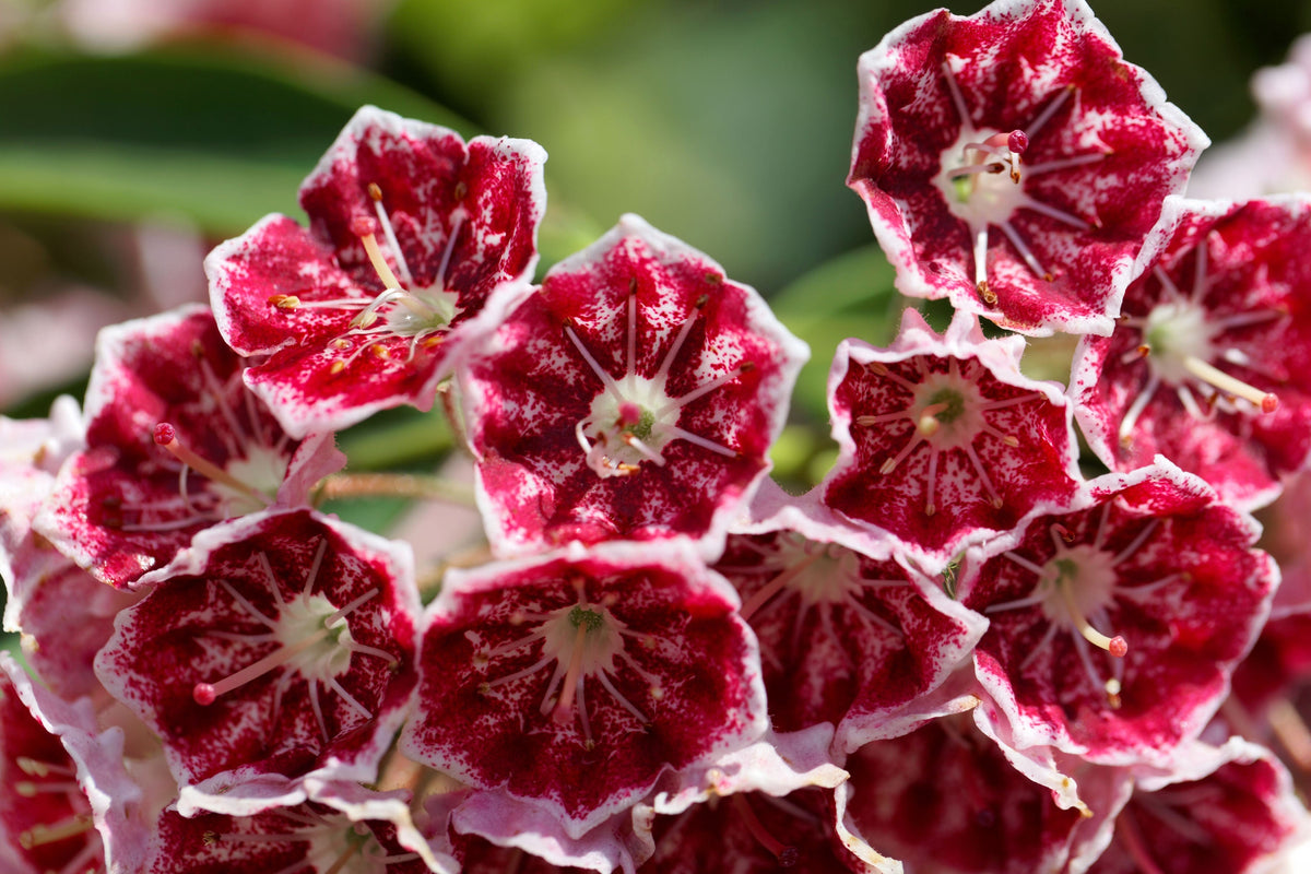 50 MOUNTAIN LAUREL White Pink Red Kalmia Latifolia Shrub Bush Seeds