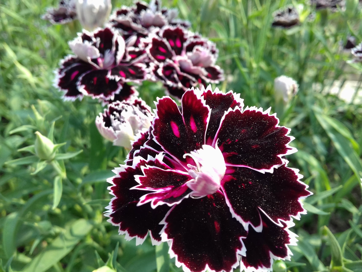 50 VELVET N LACE DIANTHUS Chinensis Black & White Flower Seeds