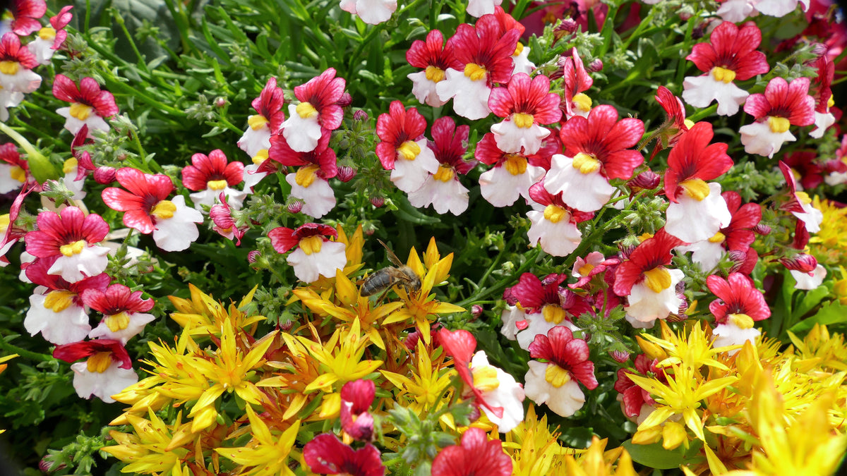 50 RED & WHITE NEMESIA Strumosa Danish Flag Fragrant Bicolor Flower Seeds