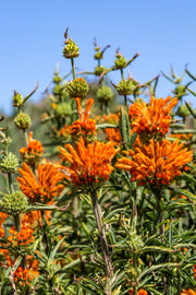 25 KLIP DAGGA (Lions Ear / Lions Tail / Wild Klip Dagga) Leonotis Nepetifolia Flower Seeds
