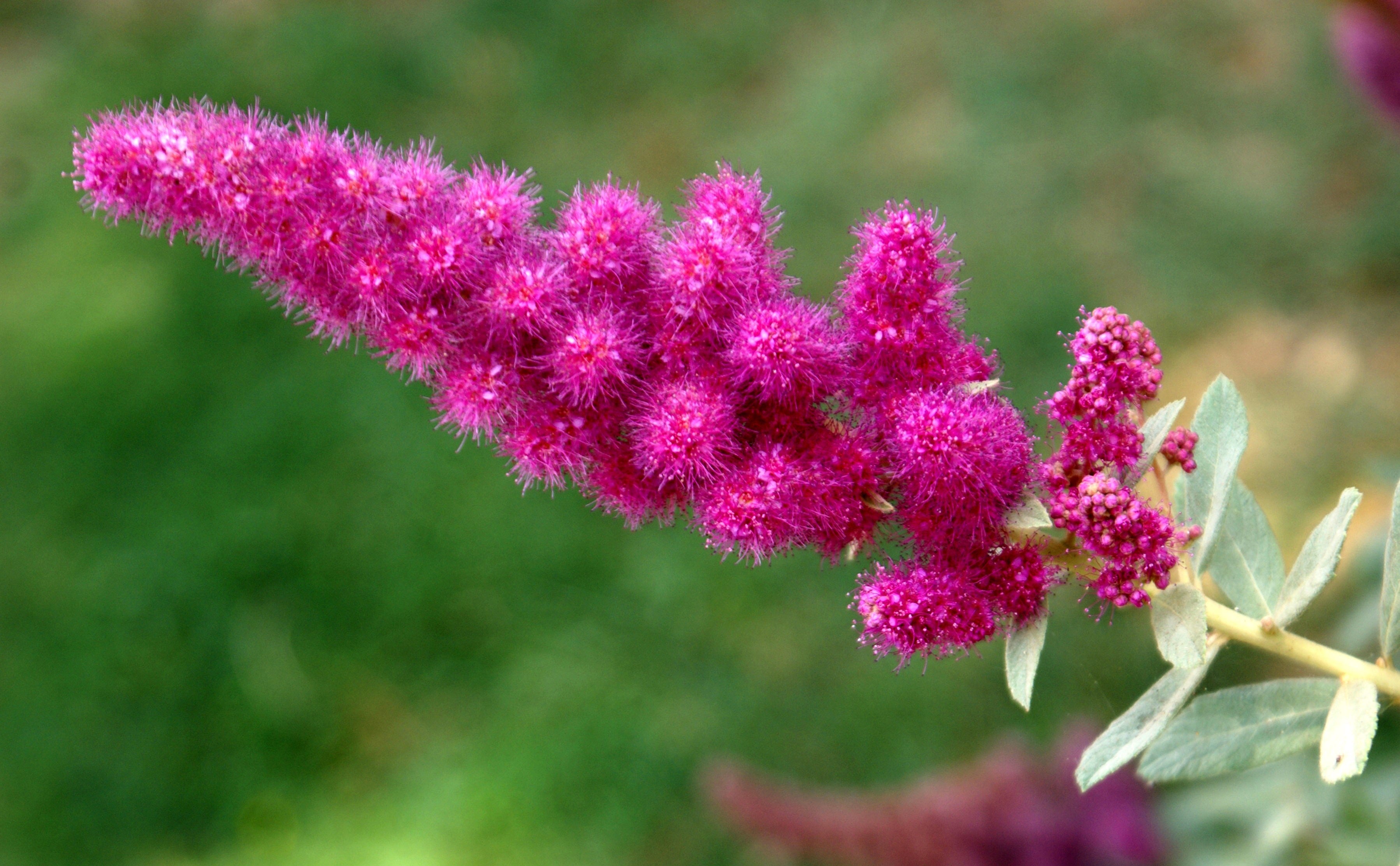50 ROSE DOUGLAS SPIREA Pink Hardhack Steeple Bush Spiraea Douglasii Flower Shrub Seeds