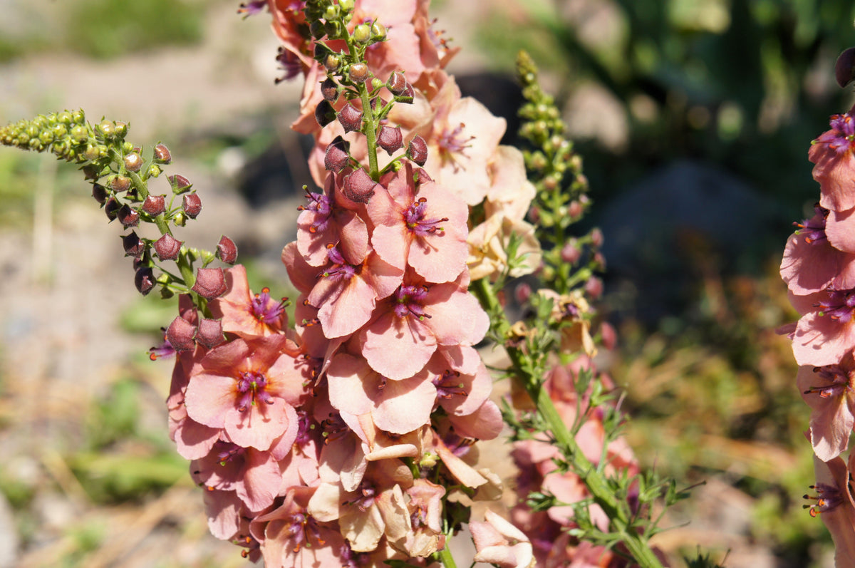 100 MIXED COLORS VERBASCUM Verbascum Phoeniceum Flower Seeds