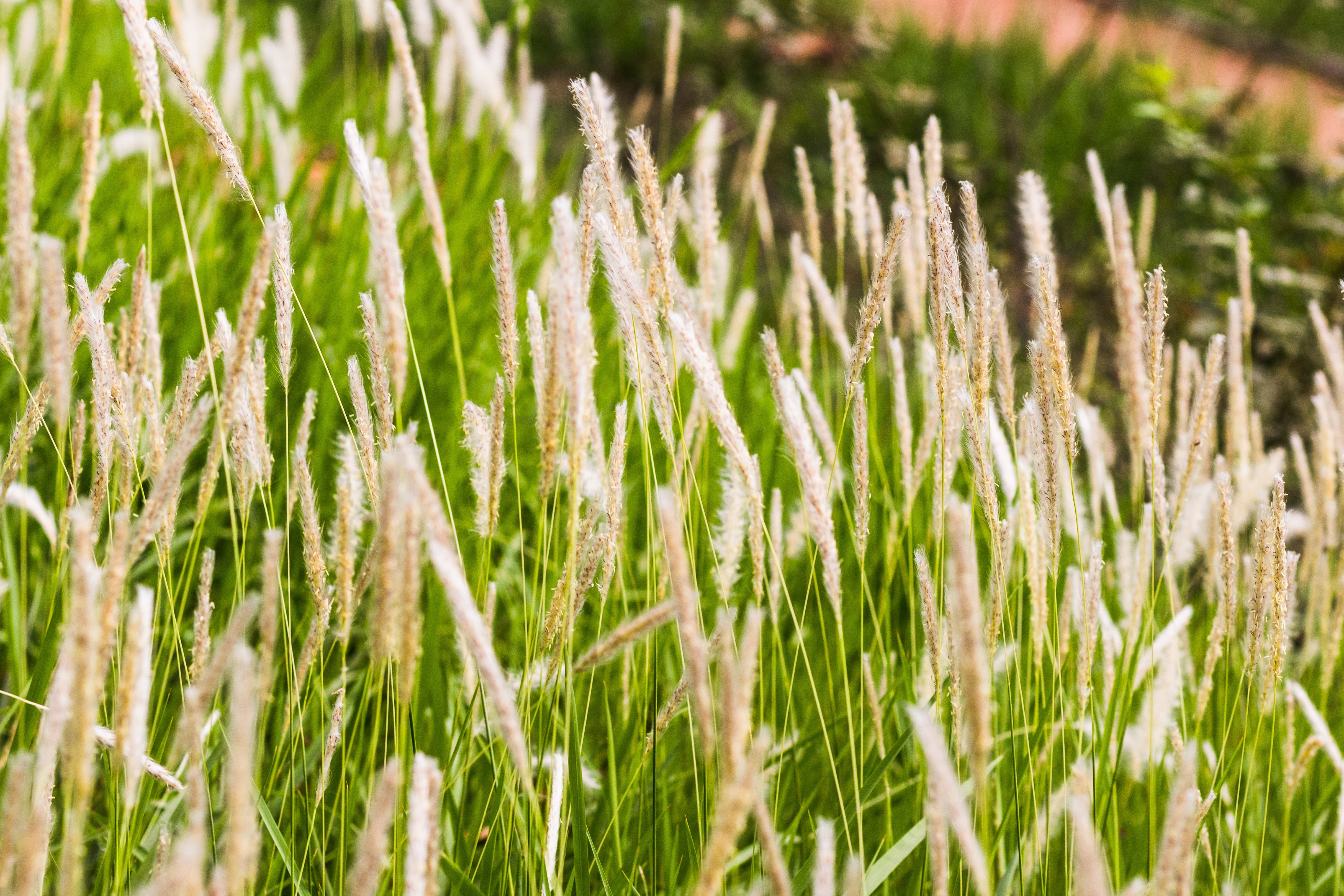 500 DERBY TIMOTHY GRASS Ornamental Phleum Pratense Seeds
