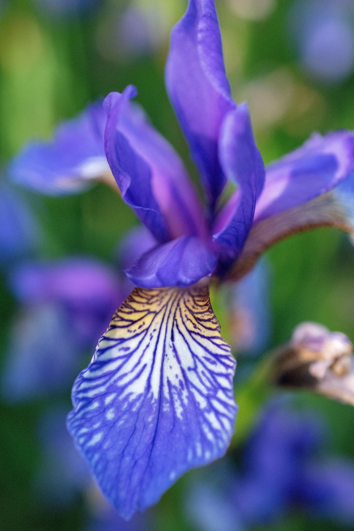 20 ALASKA IRIS Setosa Wild Flag Beachhead Blue Purple White Yellow Native Wetland Flower Seeds