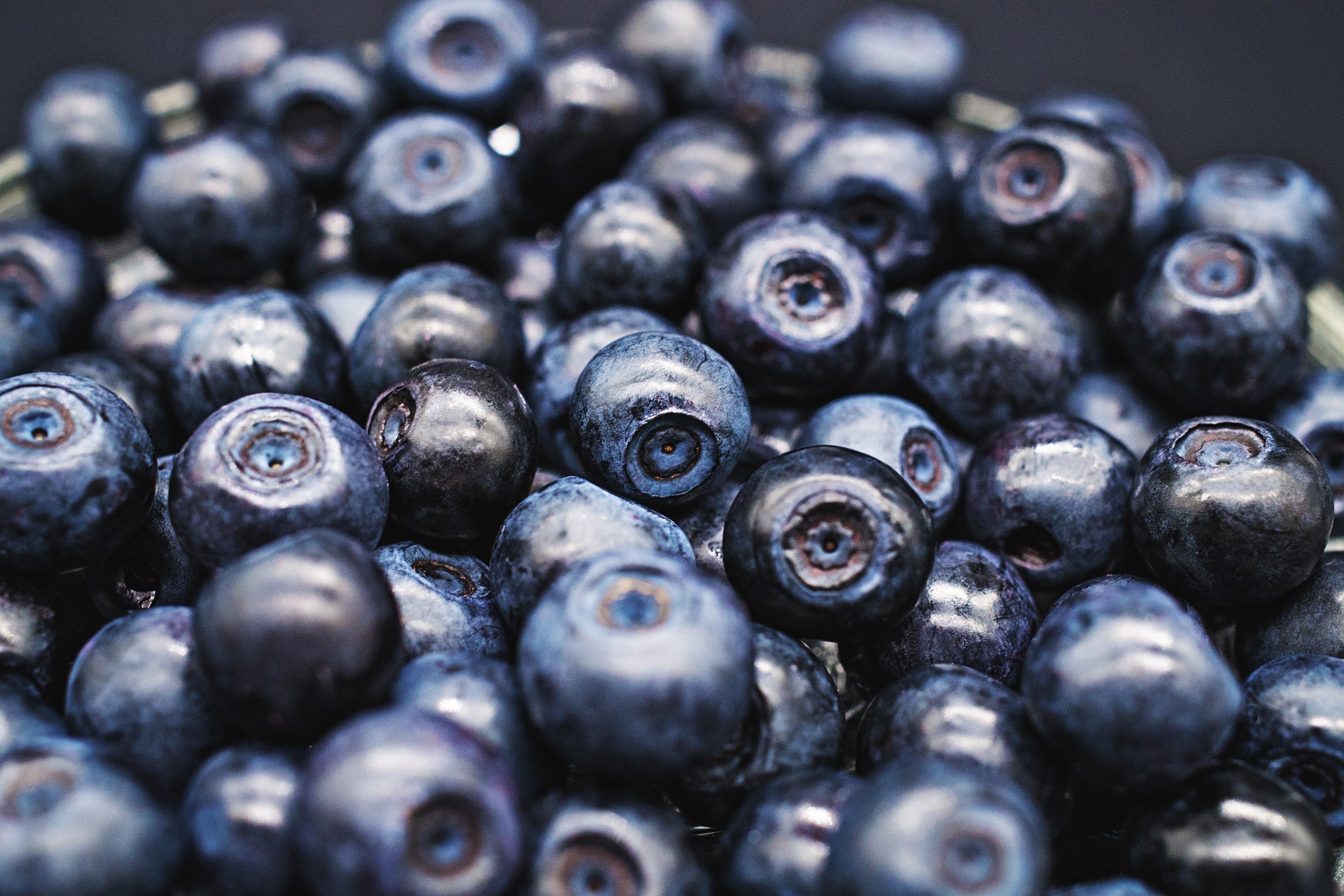 20 Common BILBERRY Fruit Shrub European Blueberry Vaccinium Myrtillus Seeds