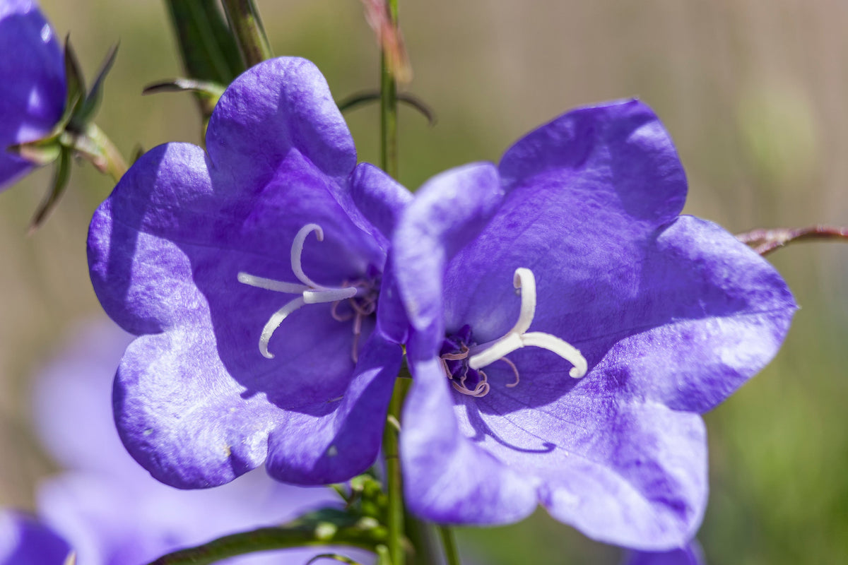 500 TELHAM BEAUTY BELLFLOWER Blue Peach Leaved Campanula Persicifolia Flower Seeds