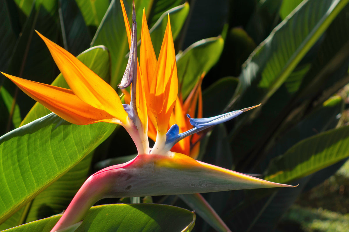 5 TROPICAL BIRD OF PARADISE Strelitzia Reginae Crane Flower Houseplant Seeds