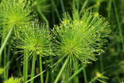 20 Cyperus PAPYRUS Paper Reed Water Plant Egyptian Nile Grass Yellow Flower Seeds