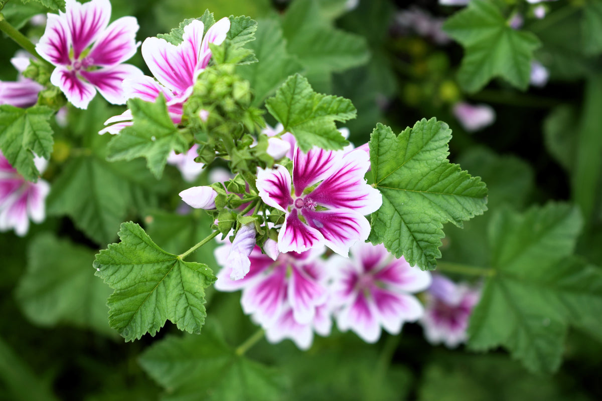 20 ZEBRA MALLOW Malva sylvestris var. Zebrina Flower Seeds