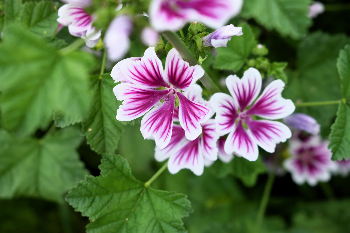 20 ZEBRA MALLOW Malva sylvestris var. Zebrina Flower Seeds