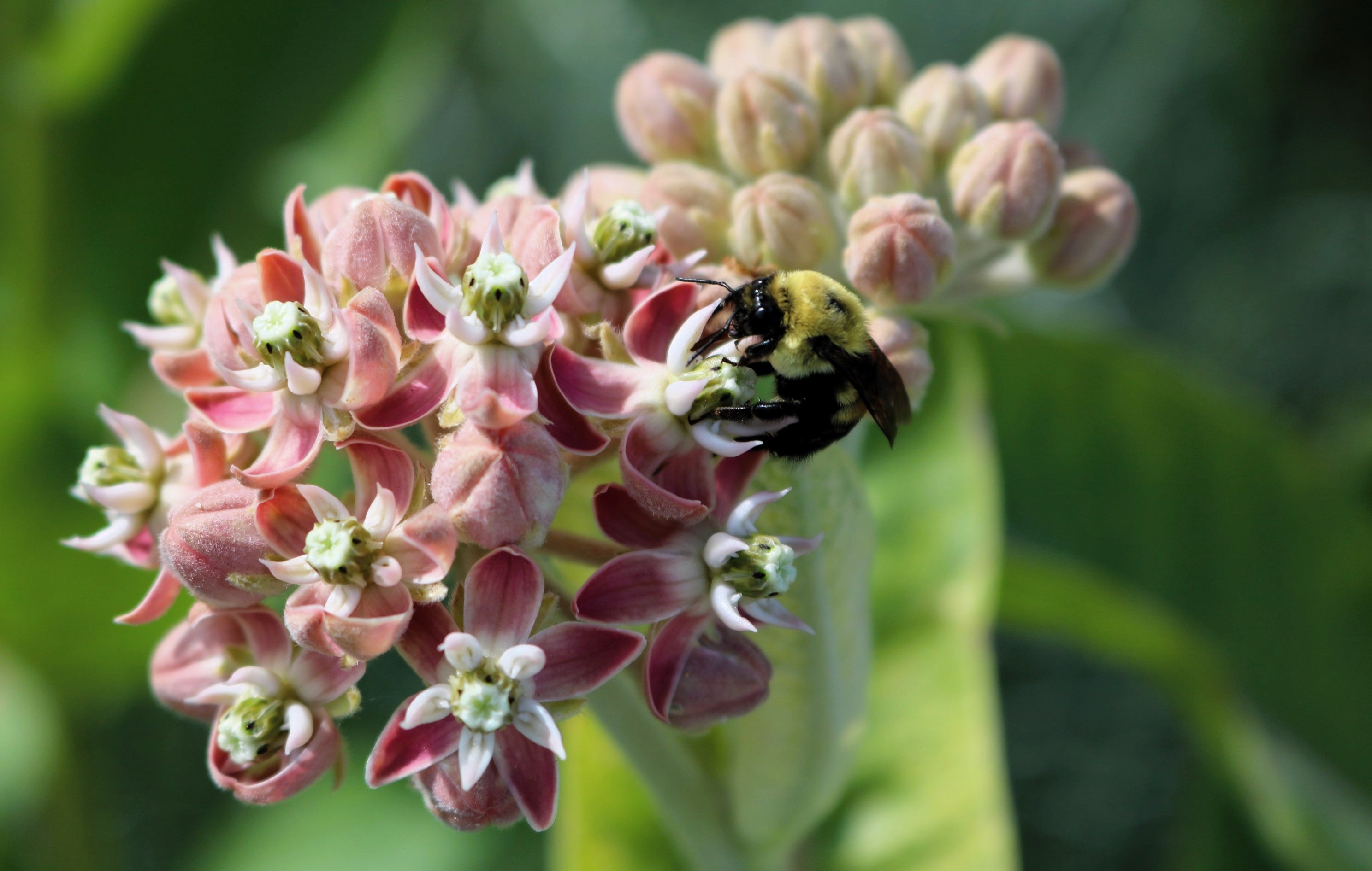 50 SHOWY (Greek) MILKWEED Asclepias Speciosa Flower Seeds
