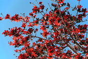 10 RED SILK COTTON Tree Bombax Ceiba Kapok Tropical Flower Seeds