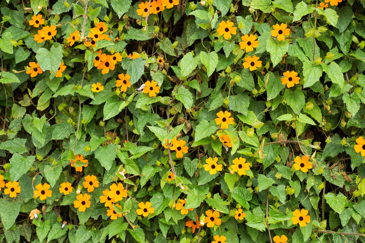 30 BLACK Eyed SUSAN VINE Thunbergia Alata Orange Yellow Black Flower Seeds