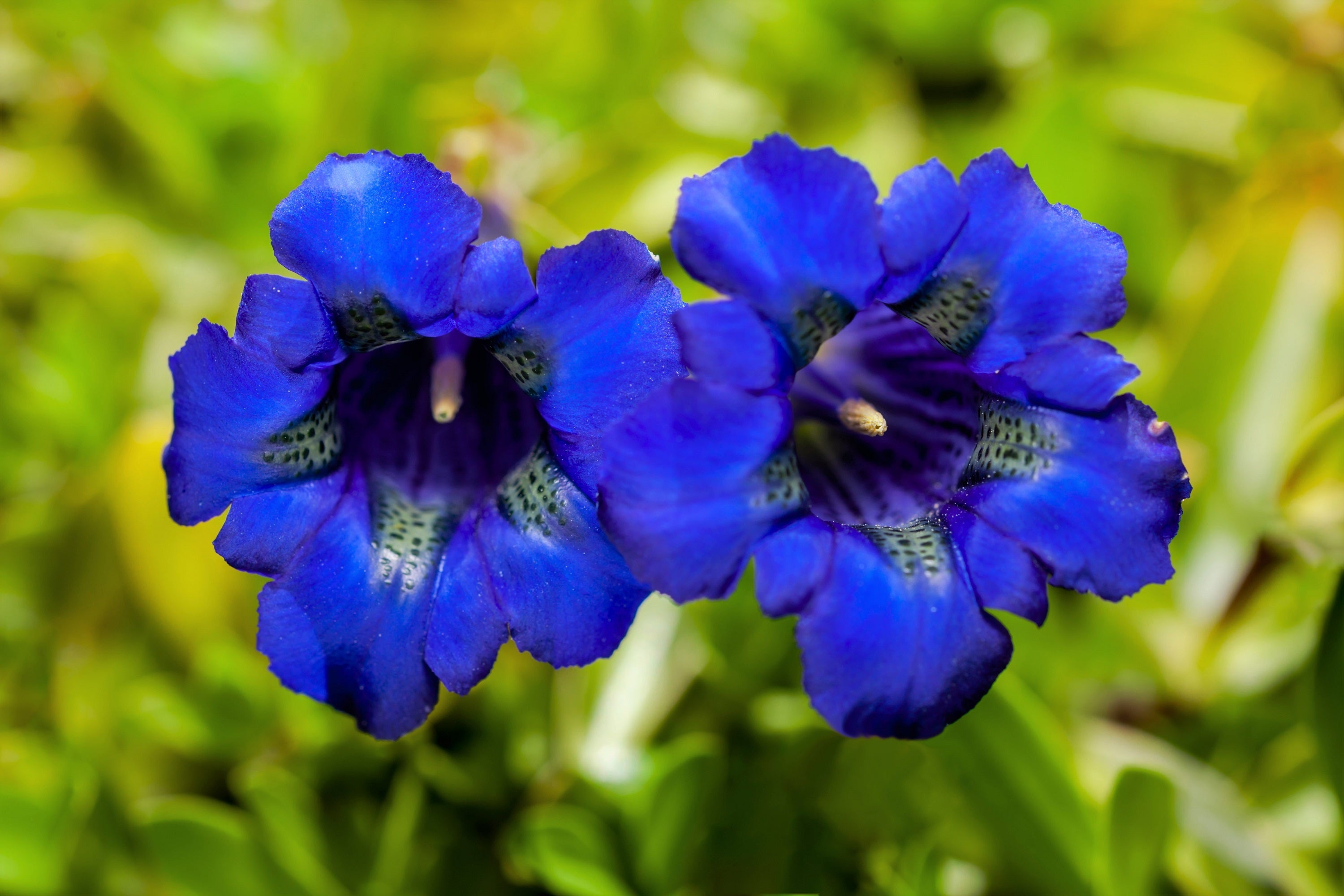 15 Blue STEMLESS GENTIAN Gentiana Acaulis Kochiana Flower Seeds