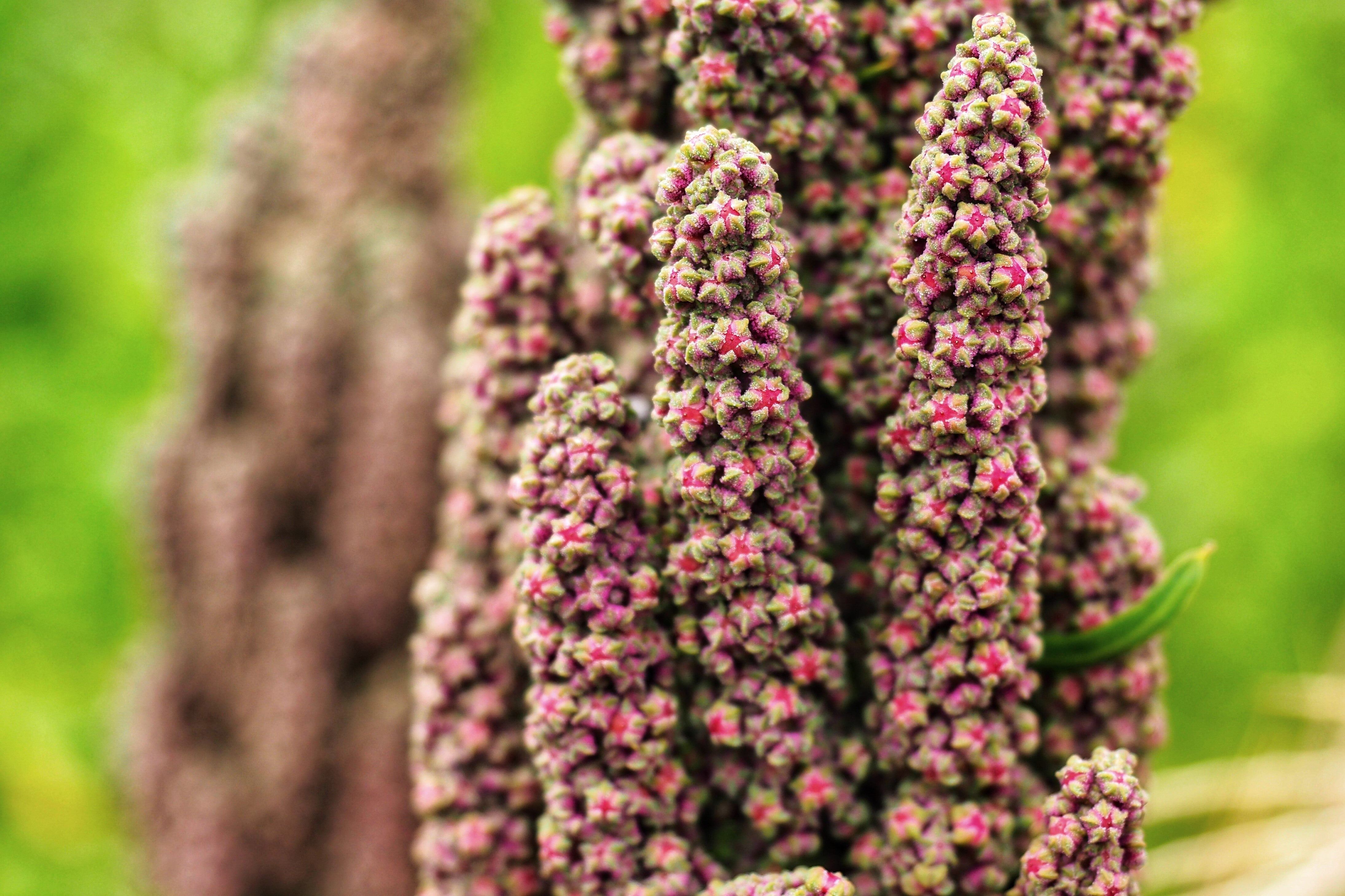 50 Organic CHERRY VANILLA QUINOA Chenopodium Pink Flower White Grain Vegetable Seeds