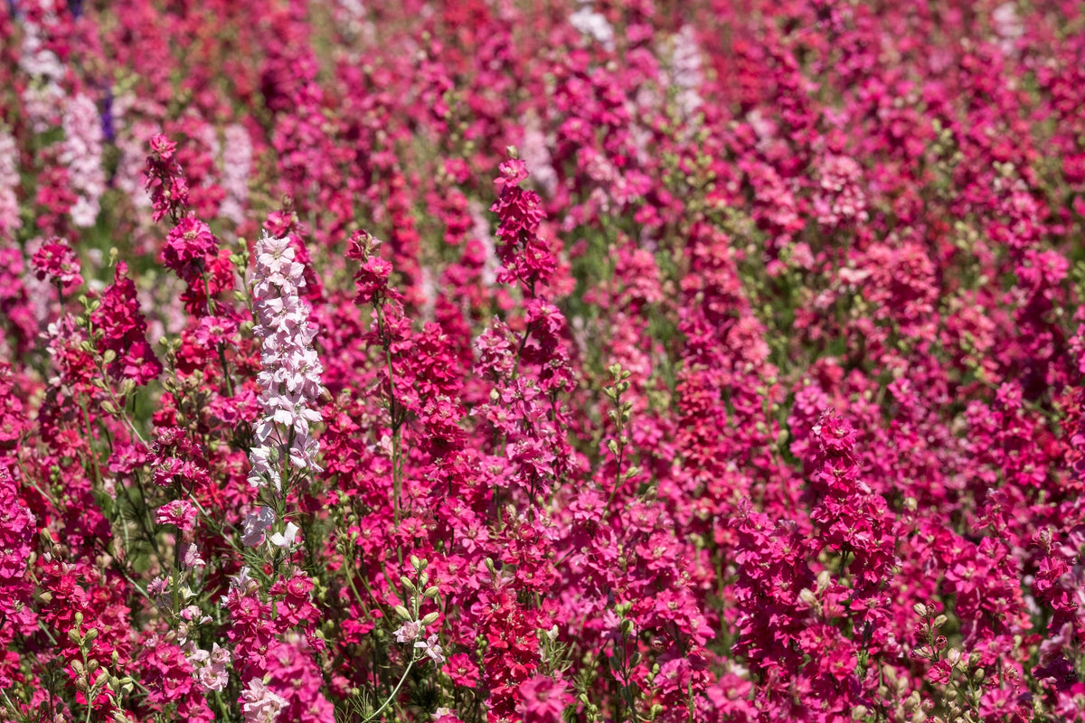 100 SUBLIME PINK LARKSPUR Consolida Ambigua Ajacis Delphinium Bright Pink Flower Seeds