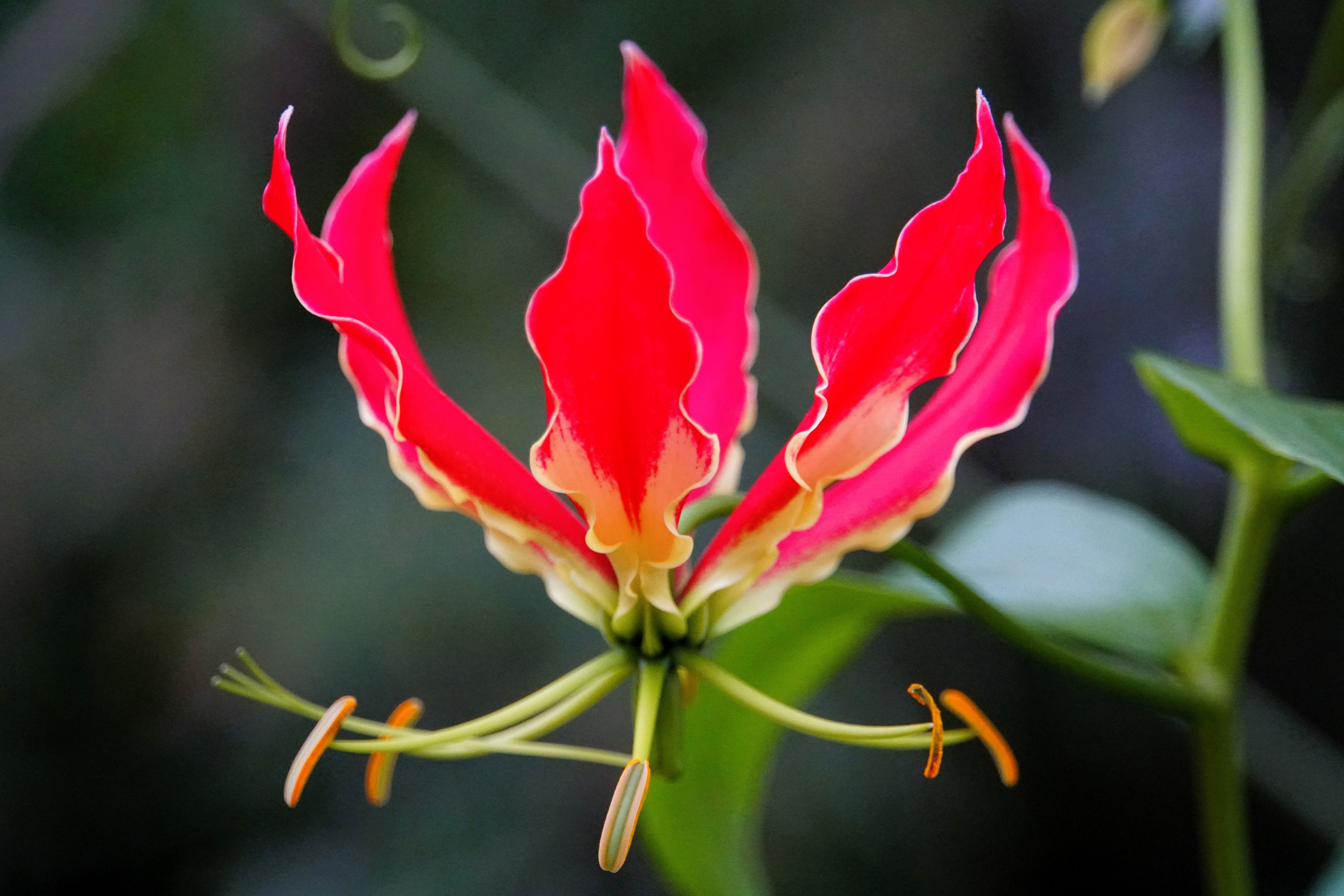 10 RED GLORIOSA LILY Flame Lily Gloriosa Superba Red & Yellow Flower Vine Seeds