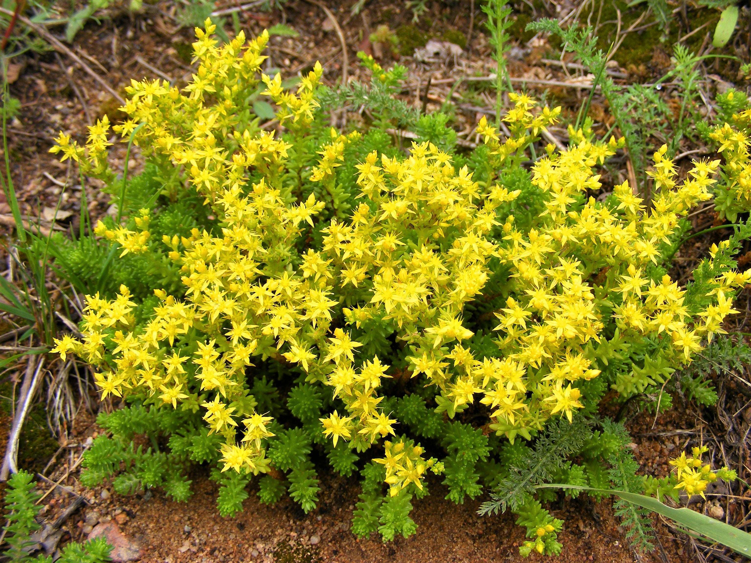 150 MIXED SEDUM Stonecrop Succulent Groundcover Red White Yellow Pink Purple Flower Seeds