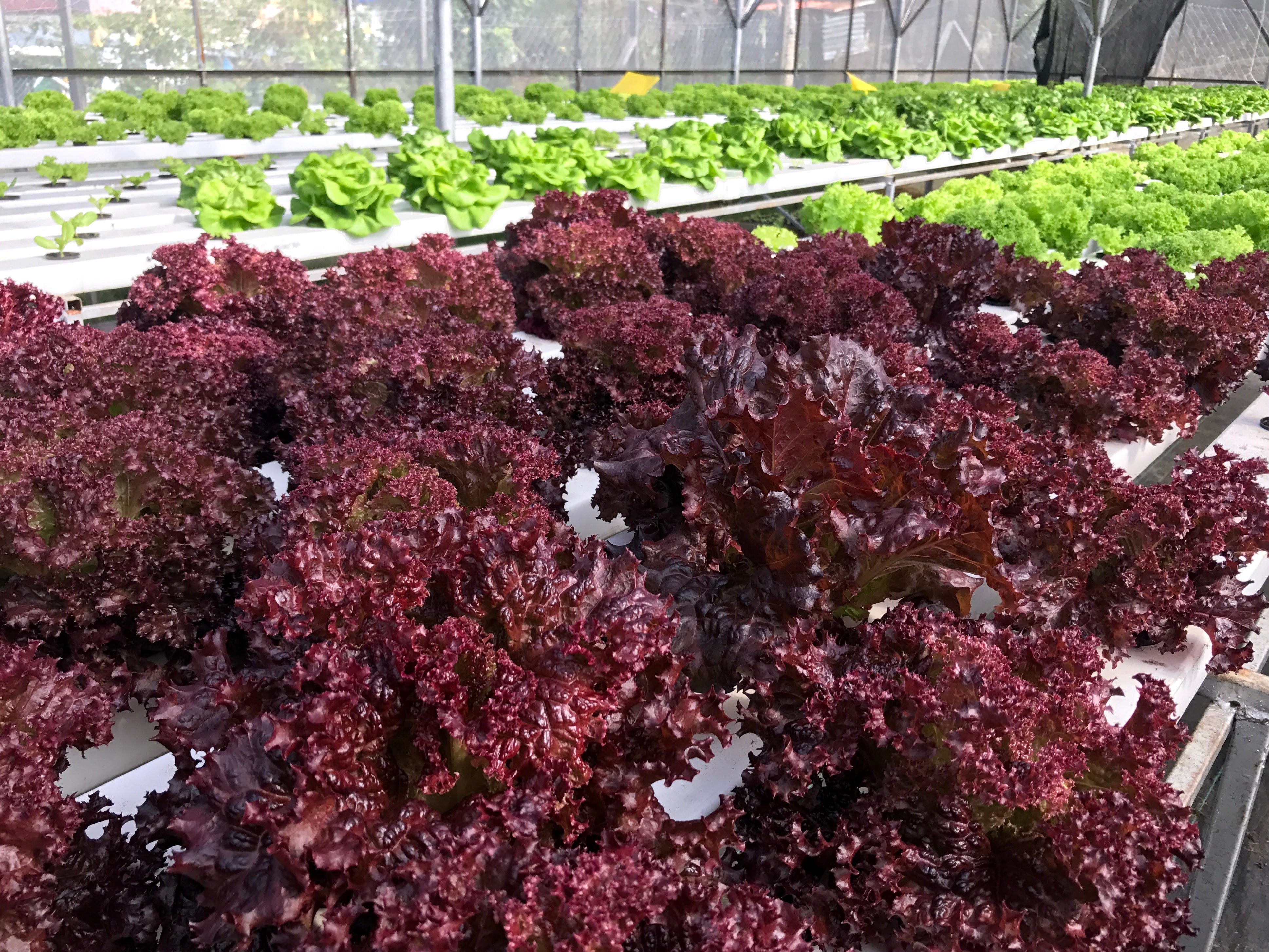 3000 Leaf Lettuce RED SALAD BOWL Lactuca Sativa Vegetable Seeds