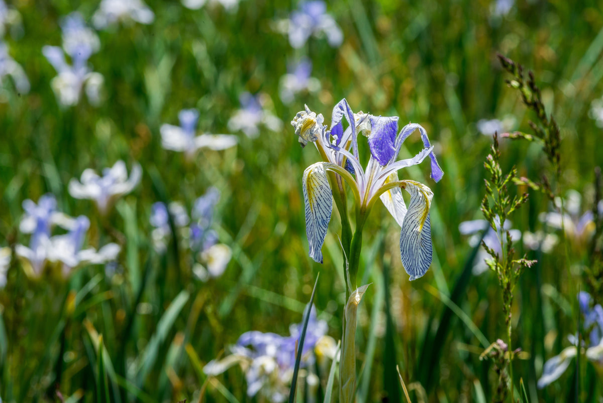 50 MISSOURI IRIS Missouriensis Rocky Mountain Blue Purple Yellow Flower Seeds