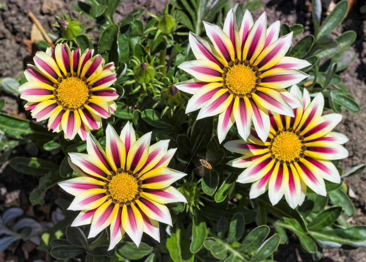30 Mixed Colors GAZANIA Rigens Treasure Flower Seeds
