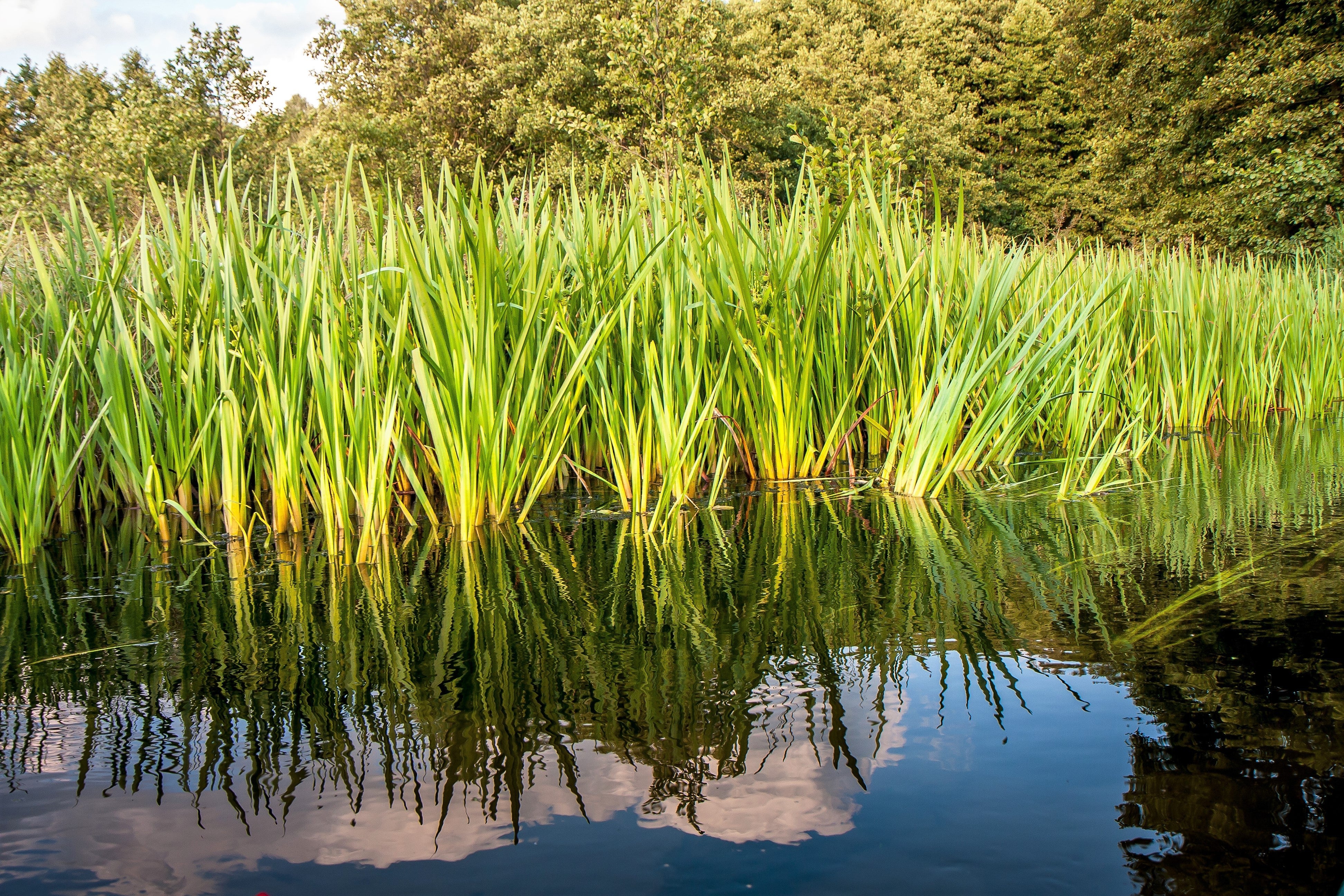 250 SWEET FLAG GRASS Wetland Pond Acorus Calamus Ornamental Seeds