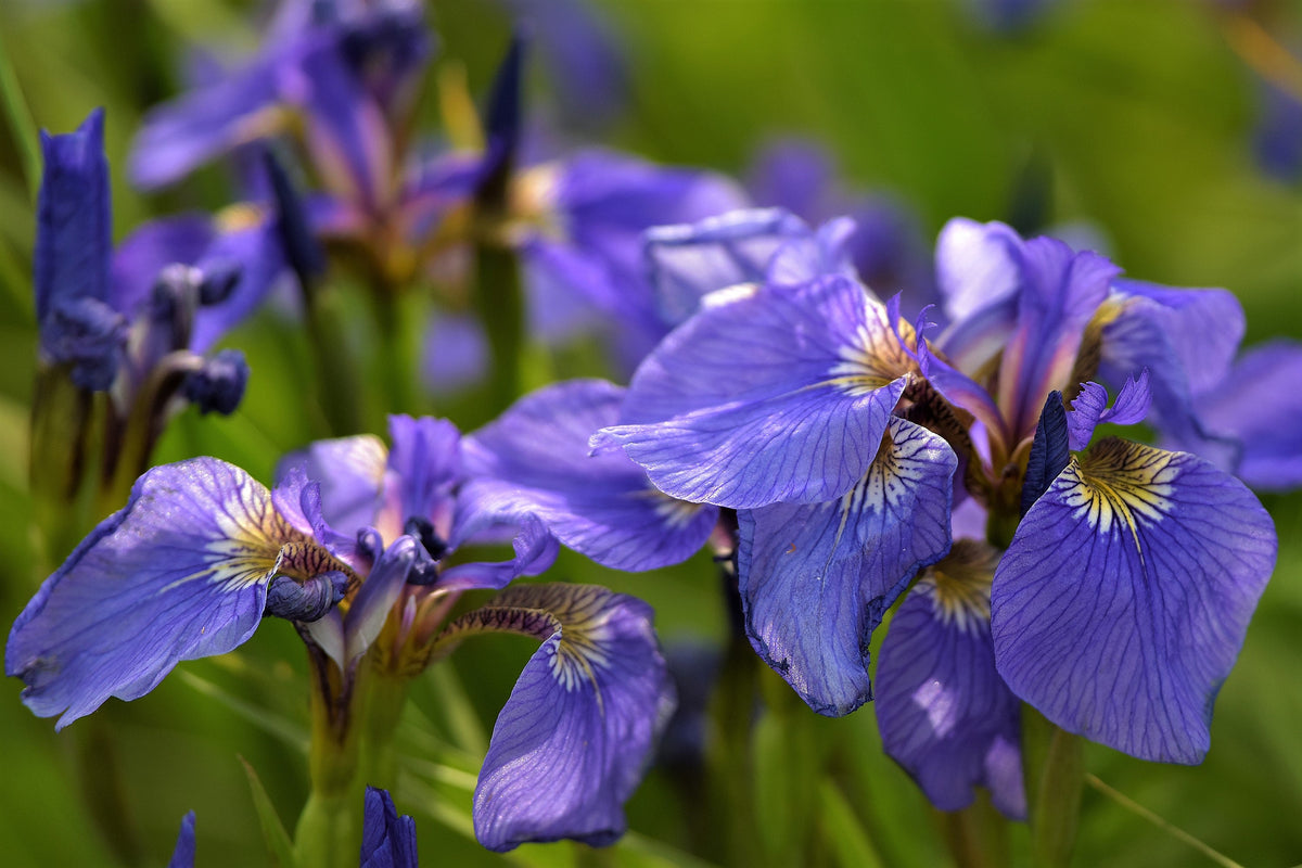 20 ALASKA IRIS Setosa Wild Flag Beachhead Blue Purple White Yellow Native Wetland Flower Seeds