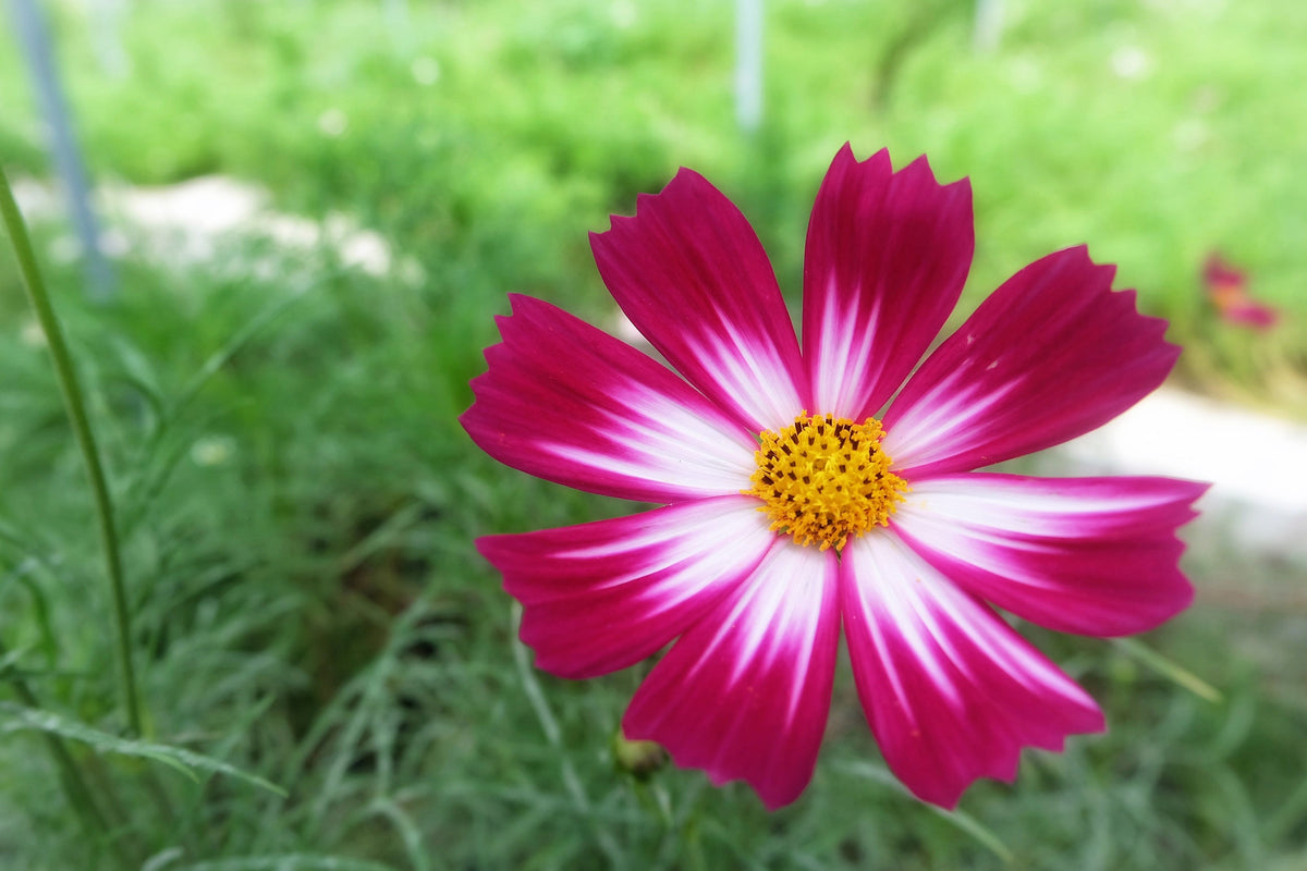 300 PICOTEE COSMOS Bipinnatus 2-Tone White Pink Magenta Fast Growing Flower Seeds