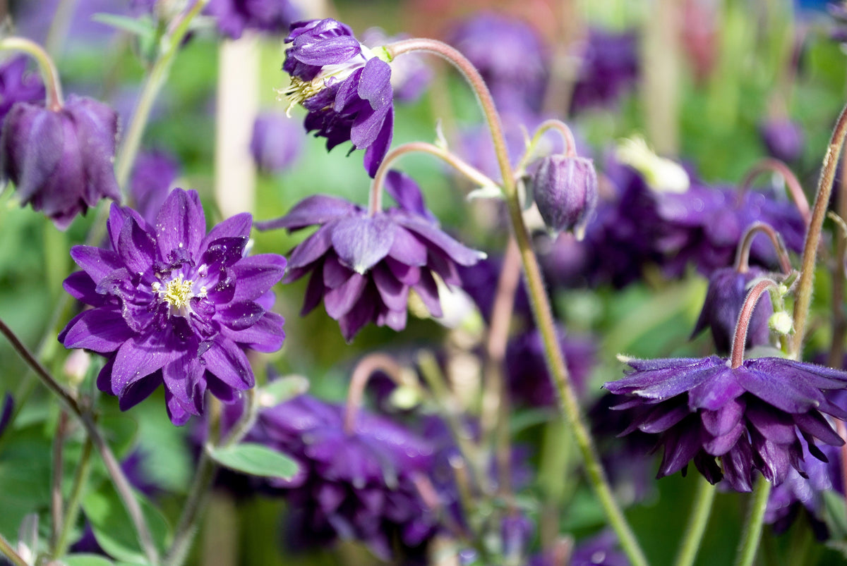100 TALL DOUBLE COLUMBINE Aquilegia Vulgaris Mixed Colors Red, Pink, Purple, & White Flower Seeds
