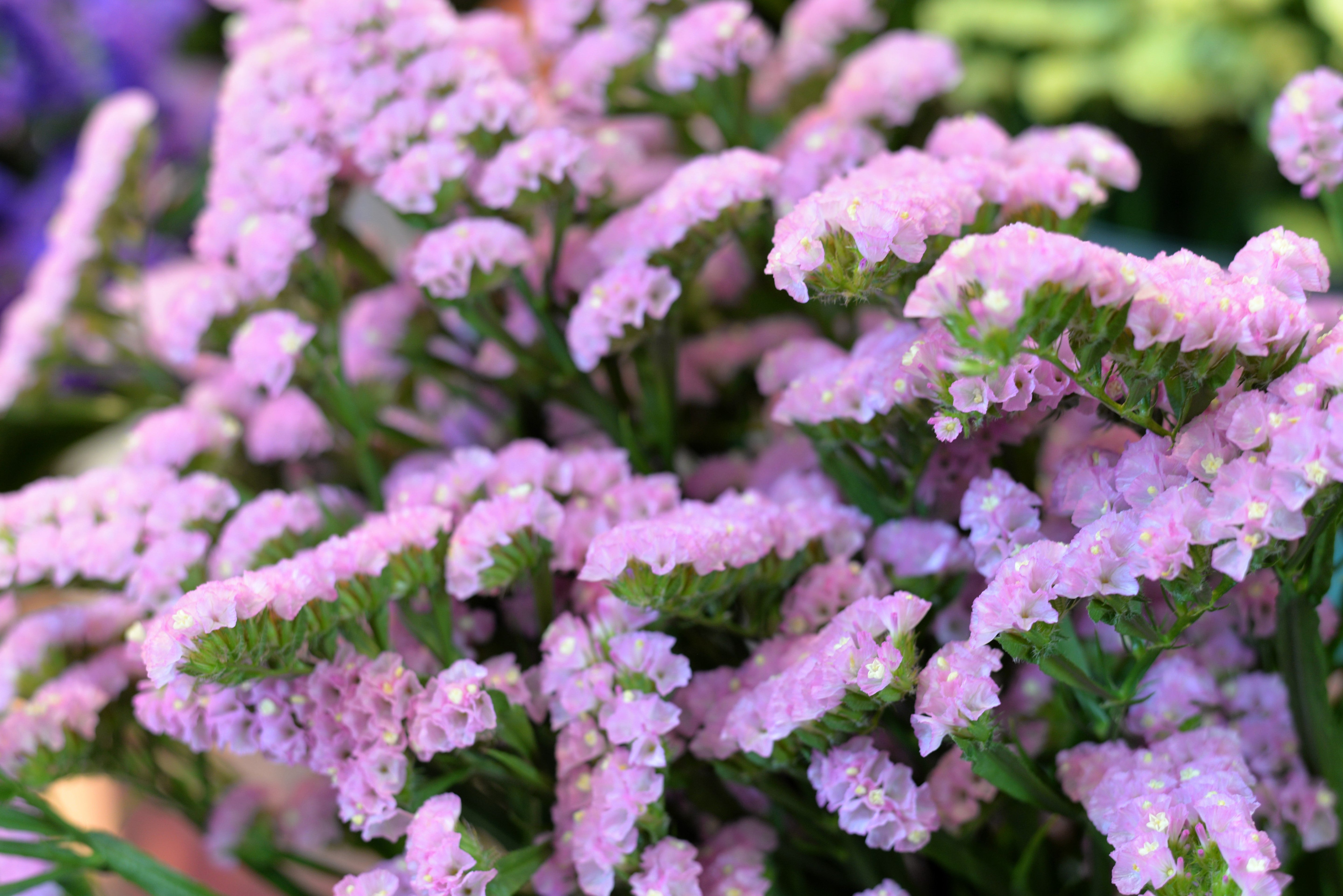 50 Pacific Mix STATICE (Sea Lavender) Mixed Colors  Limonium Sinuatum Flower Seeds