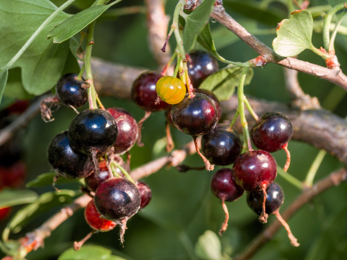 20 GOLDEN CURRANT SHRUB Black Fruit Yellow Flower Ribes Chrysobotrya Aurea Seeds