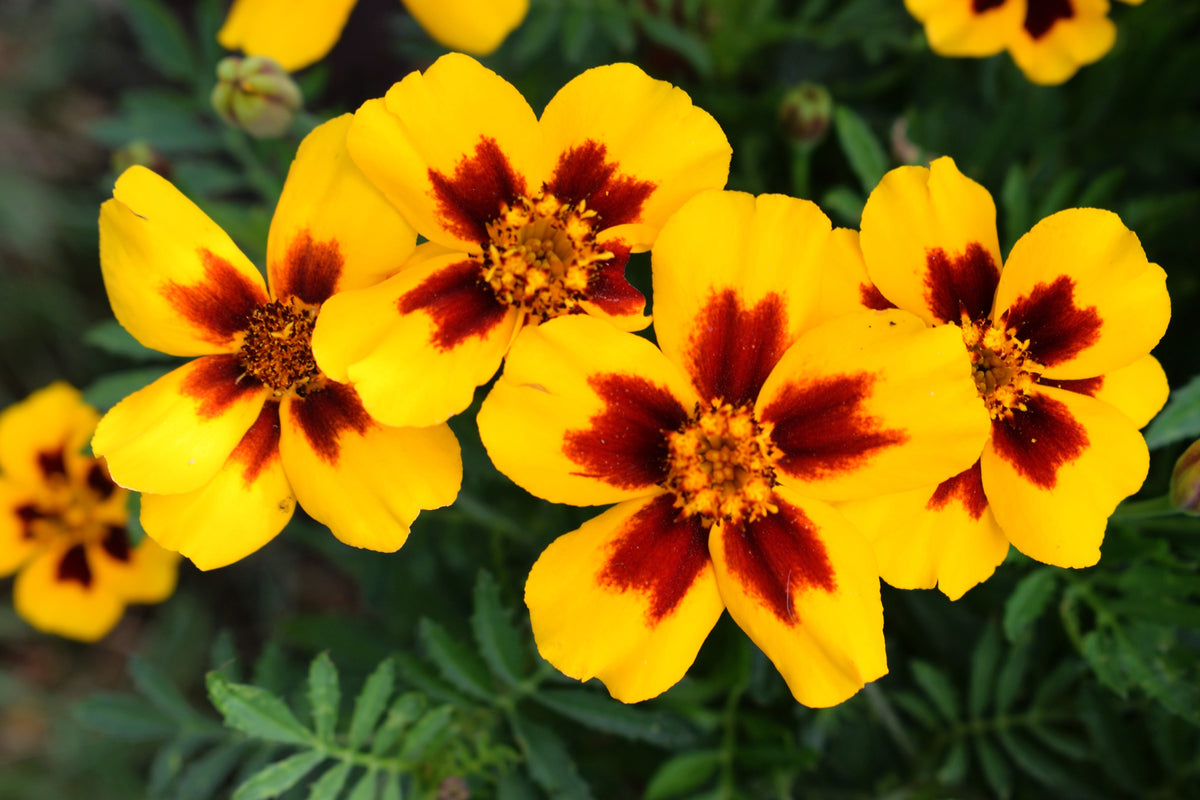 400 Dainty MARIETTA FRENCH MARIGOLD Tagetes Patula Red & Yellow Flower Seeds