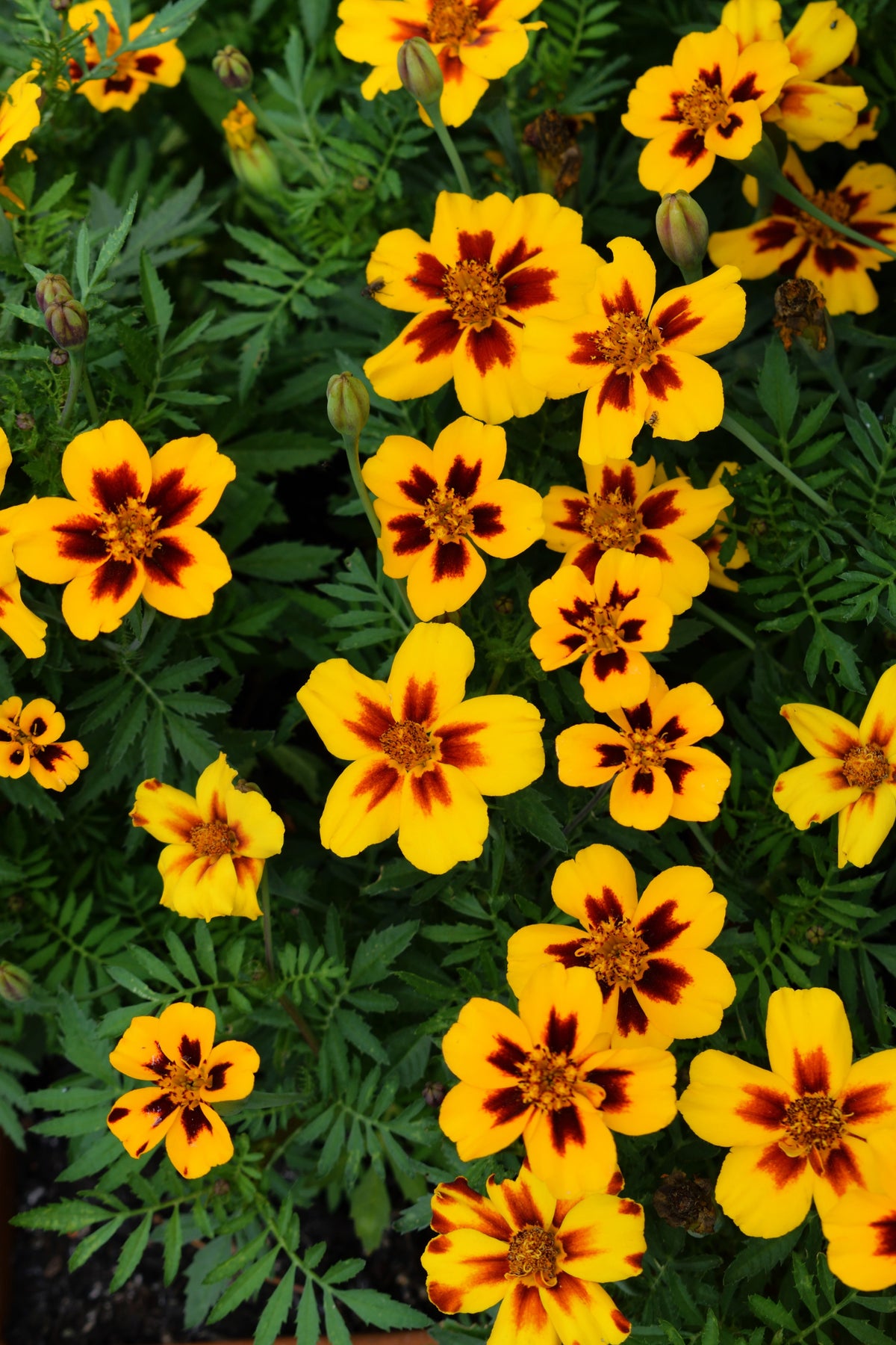 400 Dainty MARIETTA FRENCH MARIGOLD Tagetes Patula Red & Yellow Flower Seeds