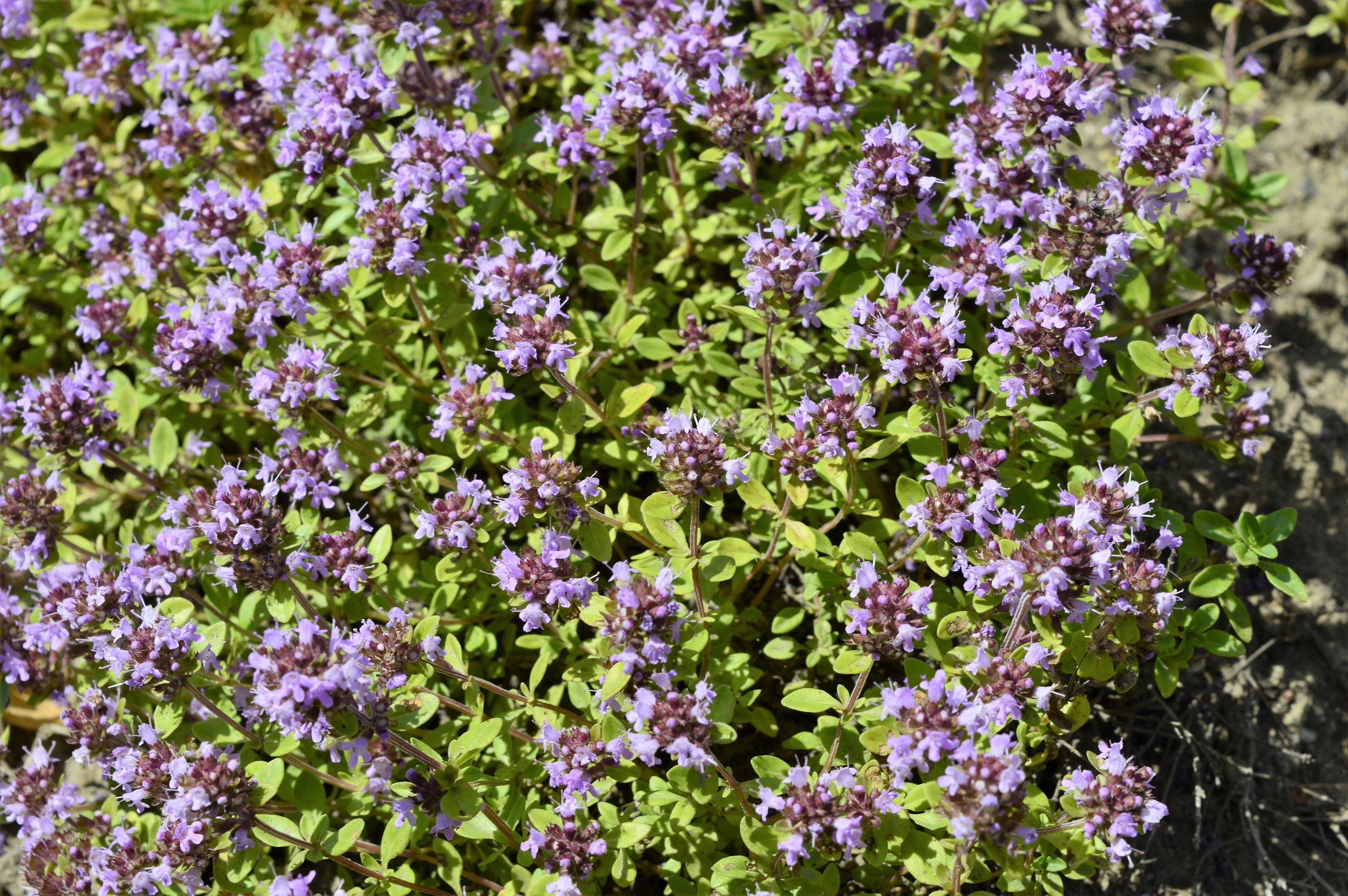10,000 BULK LEMON THYME Thymus Pulegioides Herb Purple Flower Fragrant Evergreen Seeds