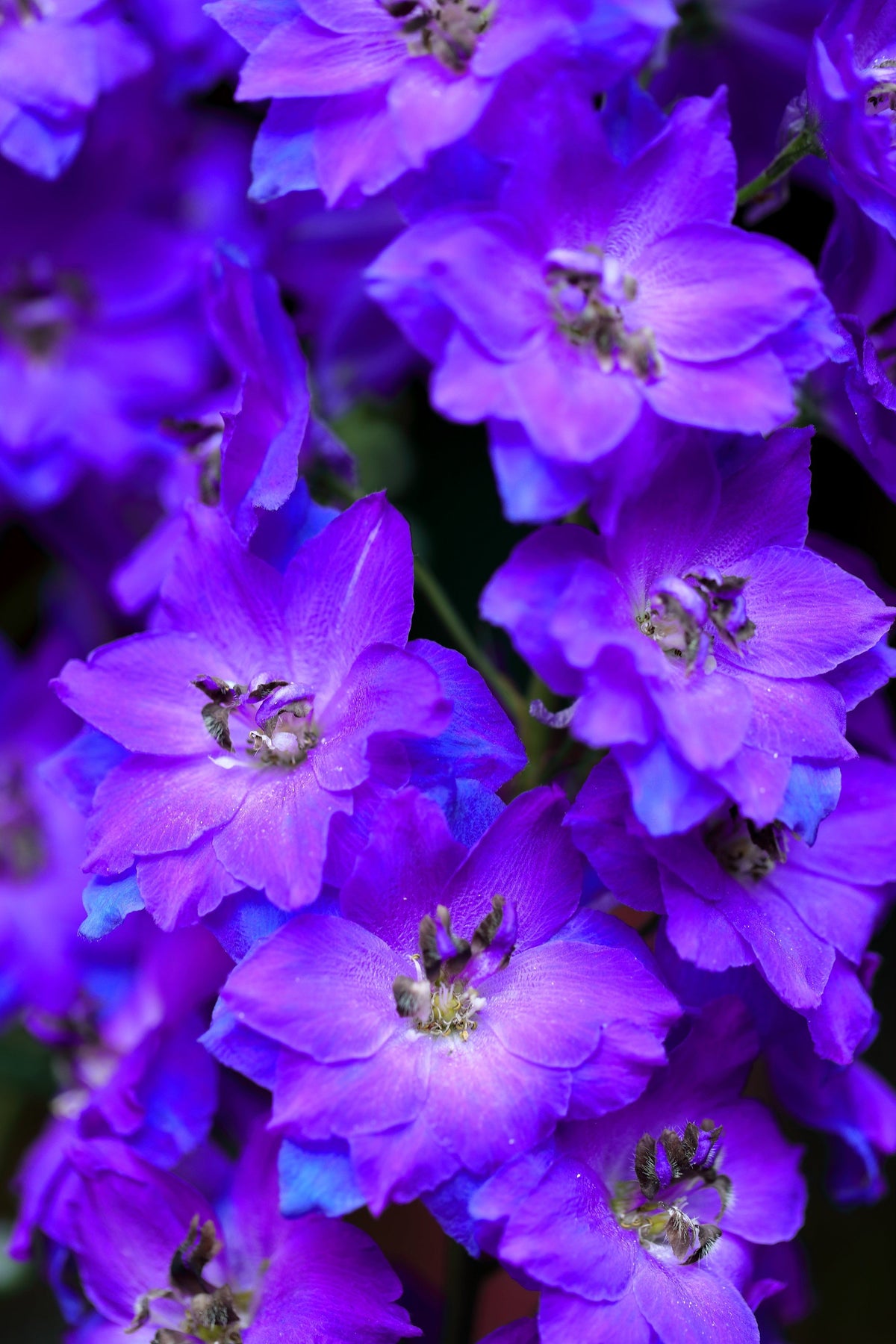 100 BLUE SPIRE LARKSPUR Delphinium Consolida Ambigua Ajacis Flower Seeds