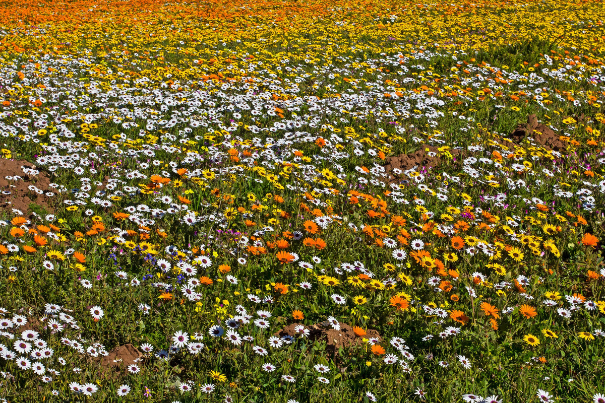 1000 MIXED AFRICAN DAISY ( Cape Marigold / Sun Marigold ) Dimorphotheca Sinuata Flower Seeds