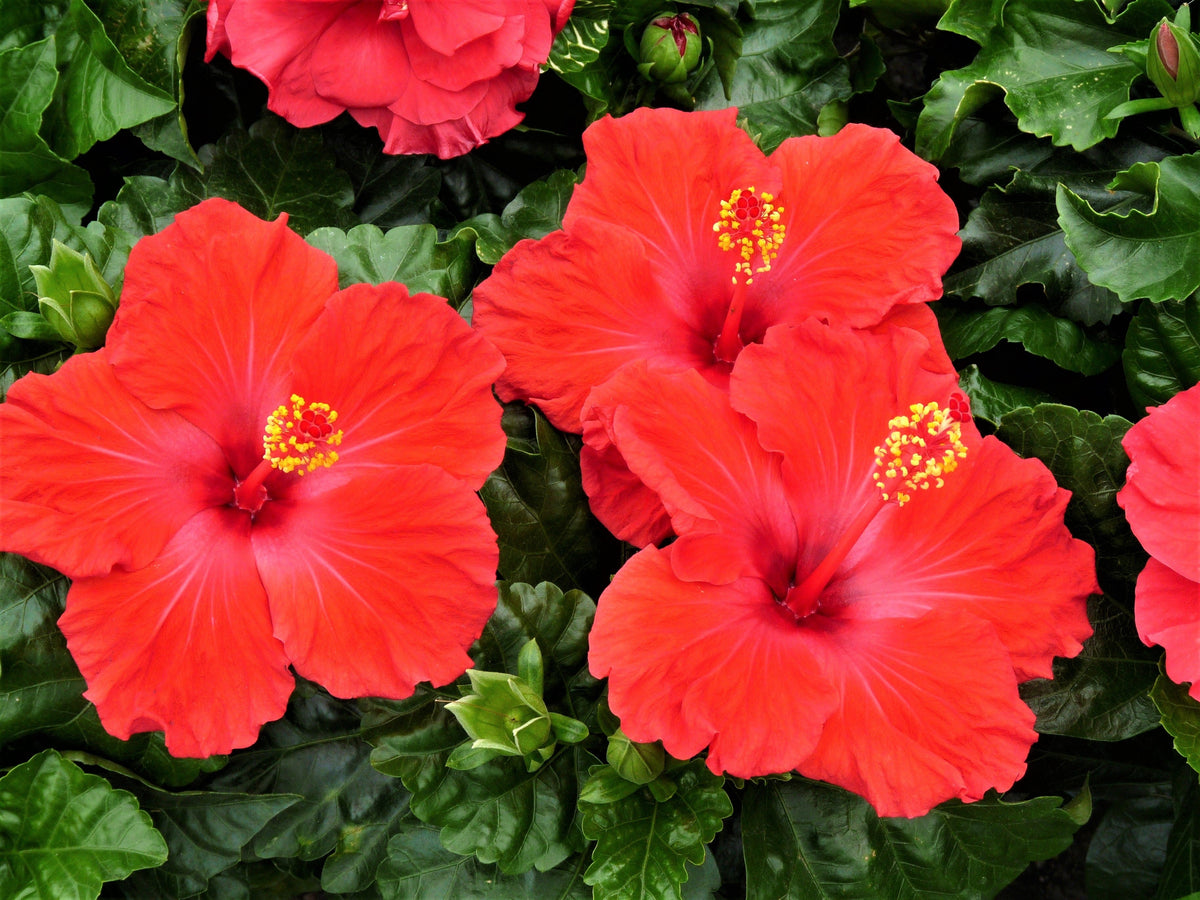 10 Luna RED HARDY HIBISCUS Hibiscus Moscheutos Balhibred Flower Seeds