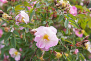 25 PINK SWAMP ROSE Rosa Palustris Flower Shrub Bush ( Average - Wet Soil ) Seeds