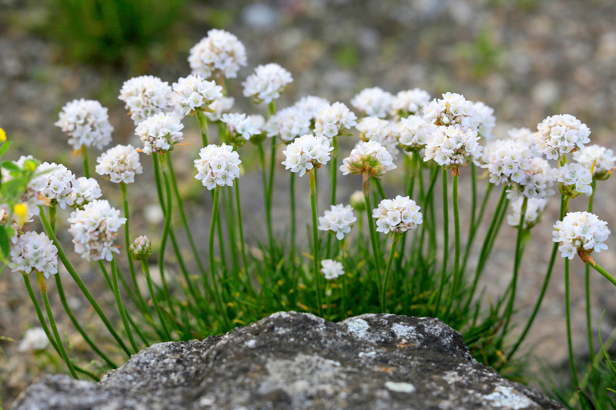50 SEA THRIFT Armeria Maritima California Sea Pink Cliff Rose Cushion Pink Lavender Native Maritime Flower Seeds