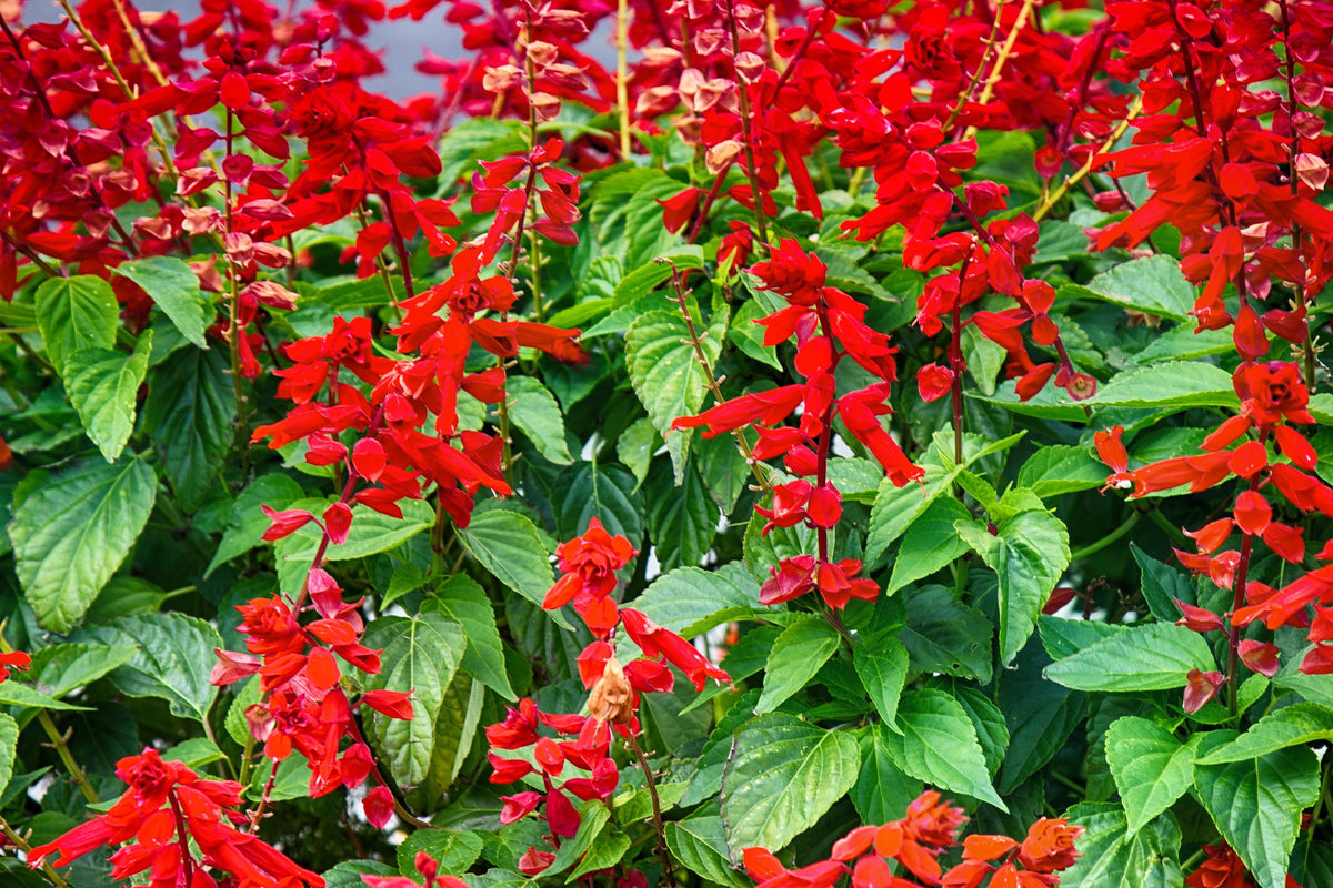 400 SCARLET SAGE (Lady-In-Red Salvia / Blood Sage / Red Texas Sage) Salvia Coccinea Flower Seeds