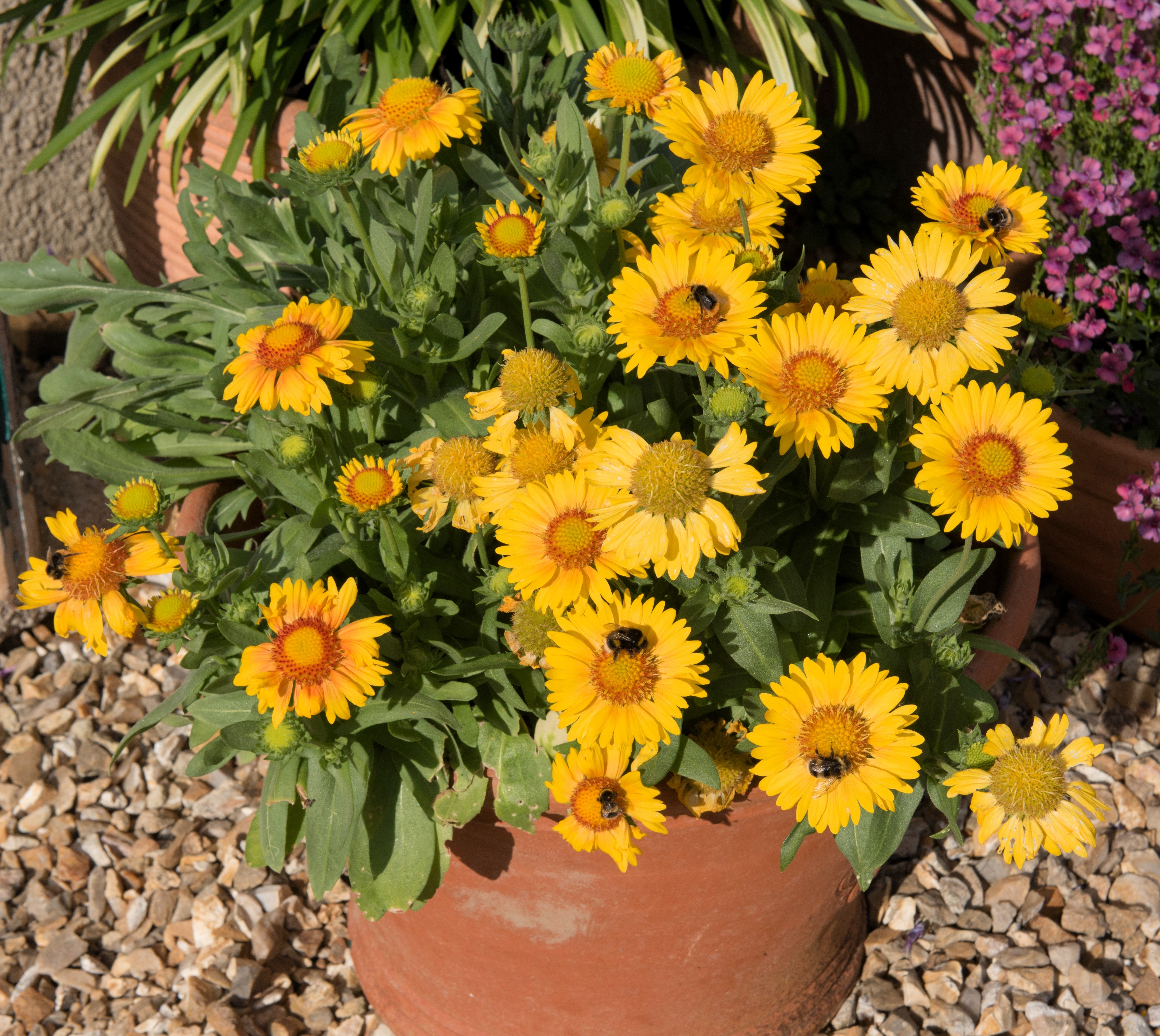 100 YELLOW GAILLARDIA (Blanket Flower / Indian Blanket) Gaillardia Aristata Flower Seeds