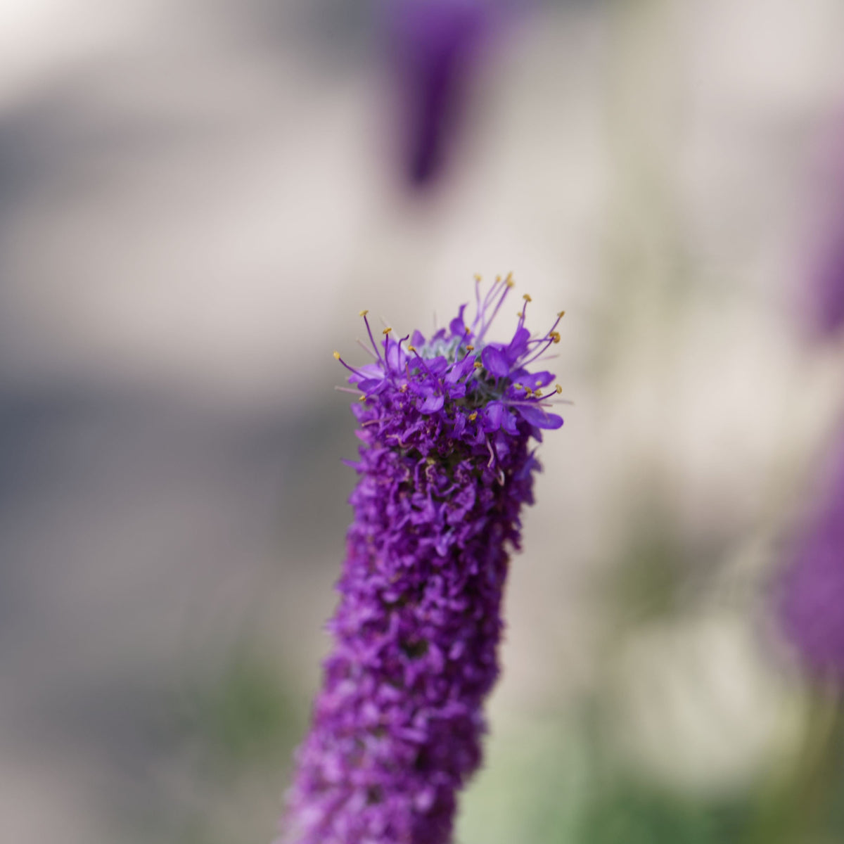 700 PURPLE PRAIRIE CLOVER Dalea Purpurea Flower Seeds