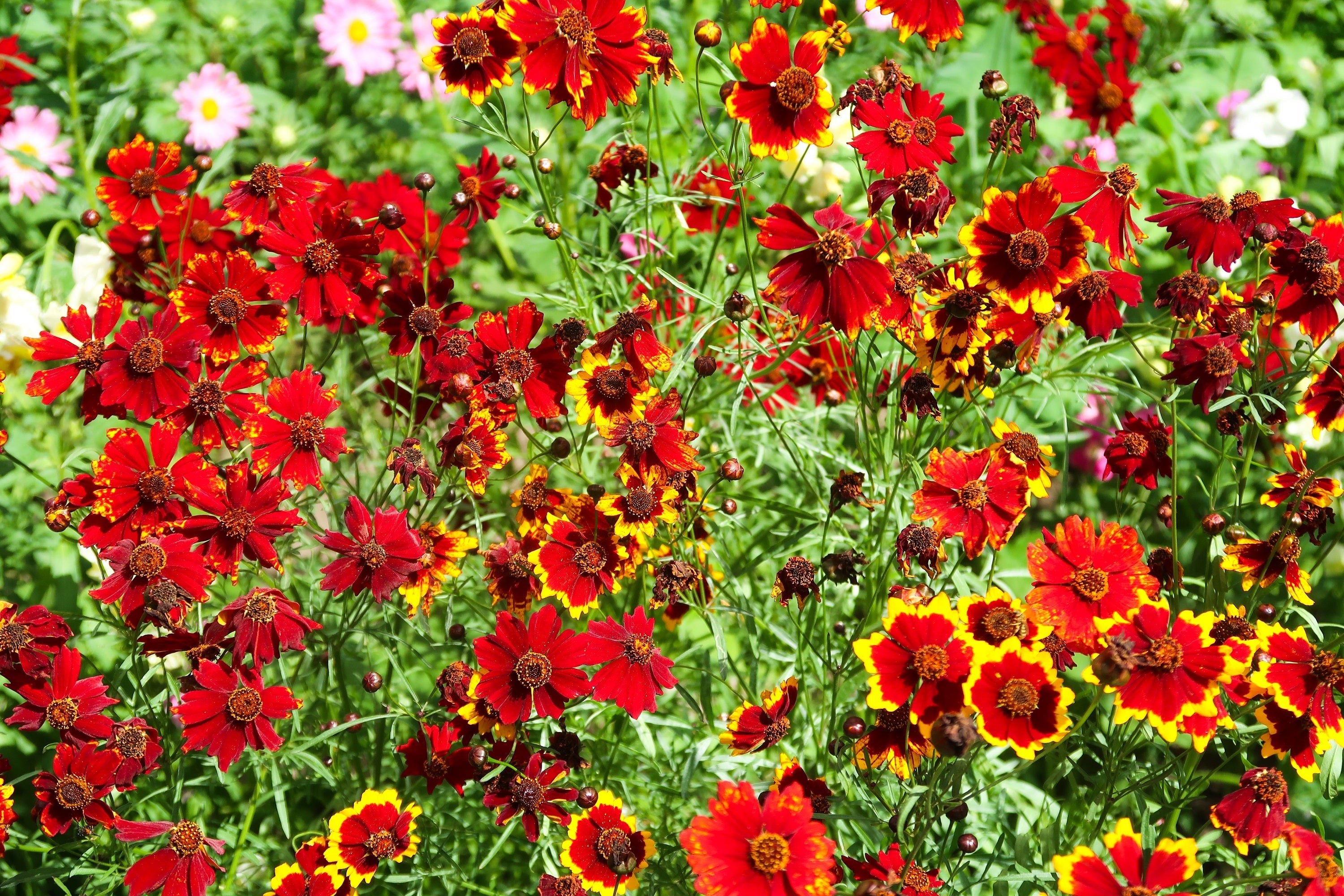 500 RED Dwarf PLAINS COREOPSIS Coreopsis Tinctoria Flower Seeds