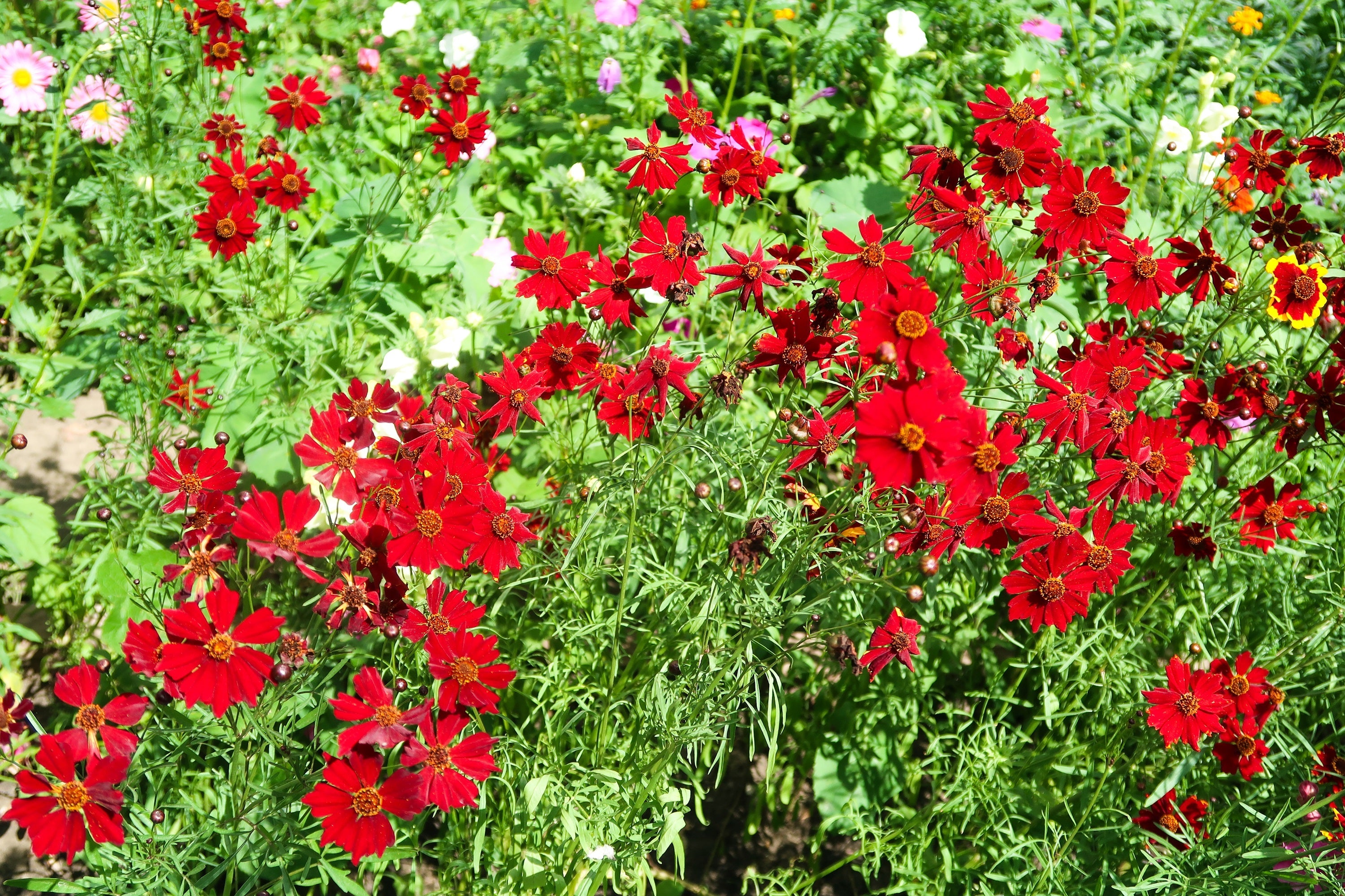 500 RED Dwarf PLAINS COREOPSIS Coreopsis Tinctoria Flower Seeds