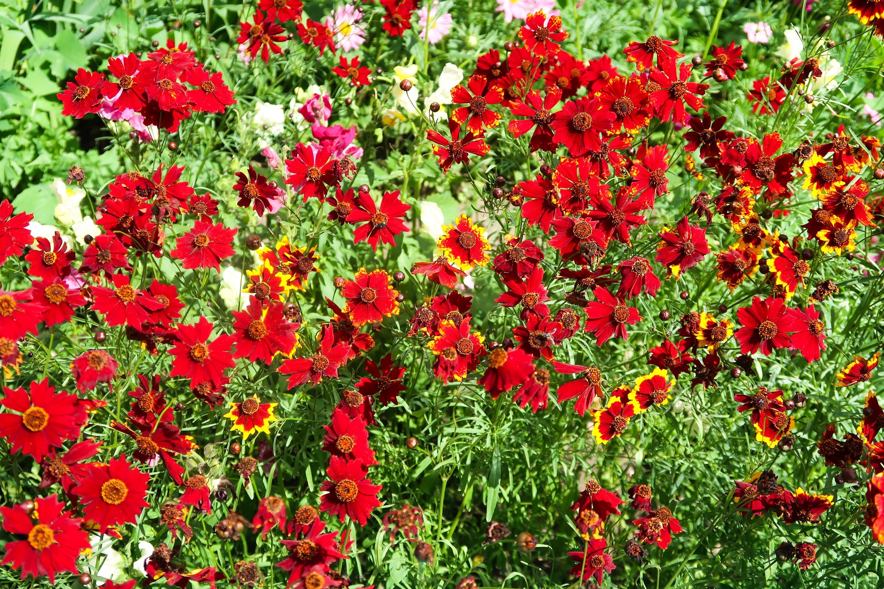 500 RED Dwarf PLAINS COREOPSIS Coreopsis Tinctoria Flower Seeds